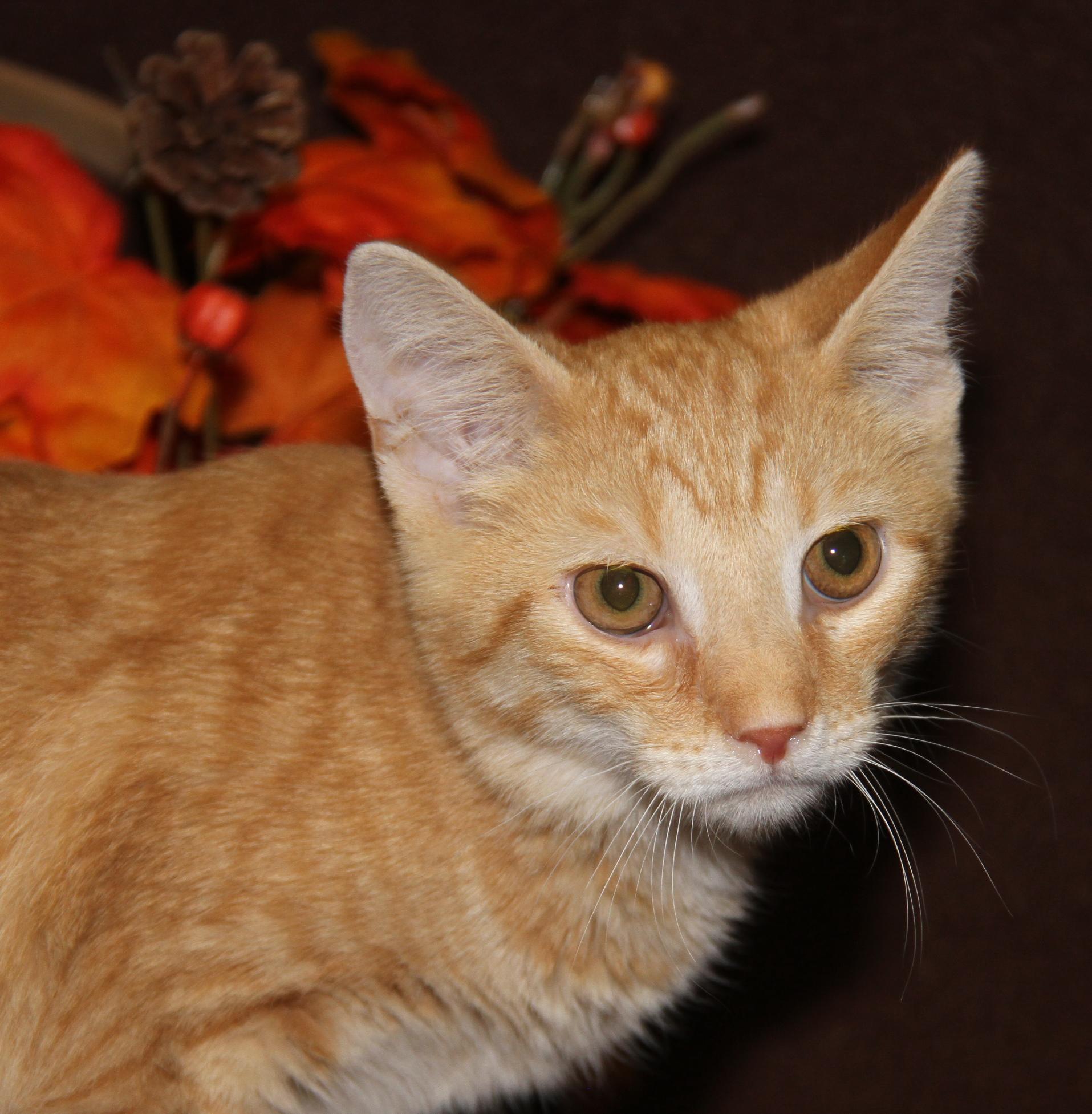 Hippo (Neutered) Photos August 28th 2026), an adopted mixed breed in Marietta, OH image 4/6