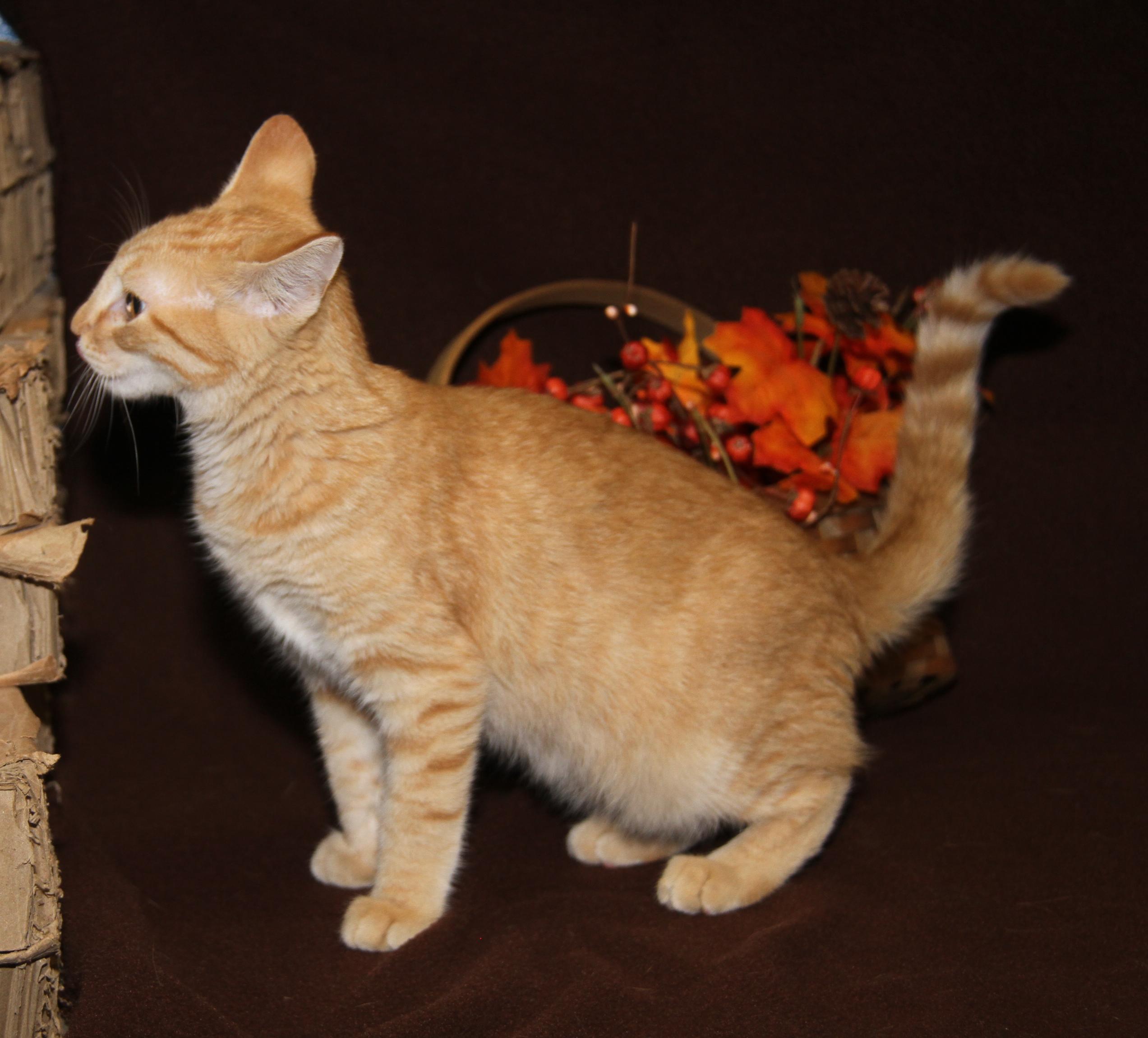 Hippo (Neutered) Photos August 28th 2026), an adopted mixed breed in Marietta, OH image 2/6