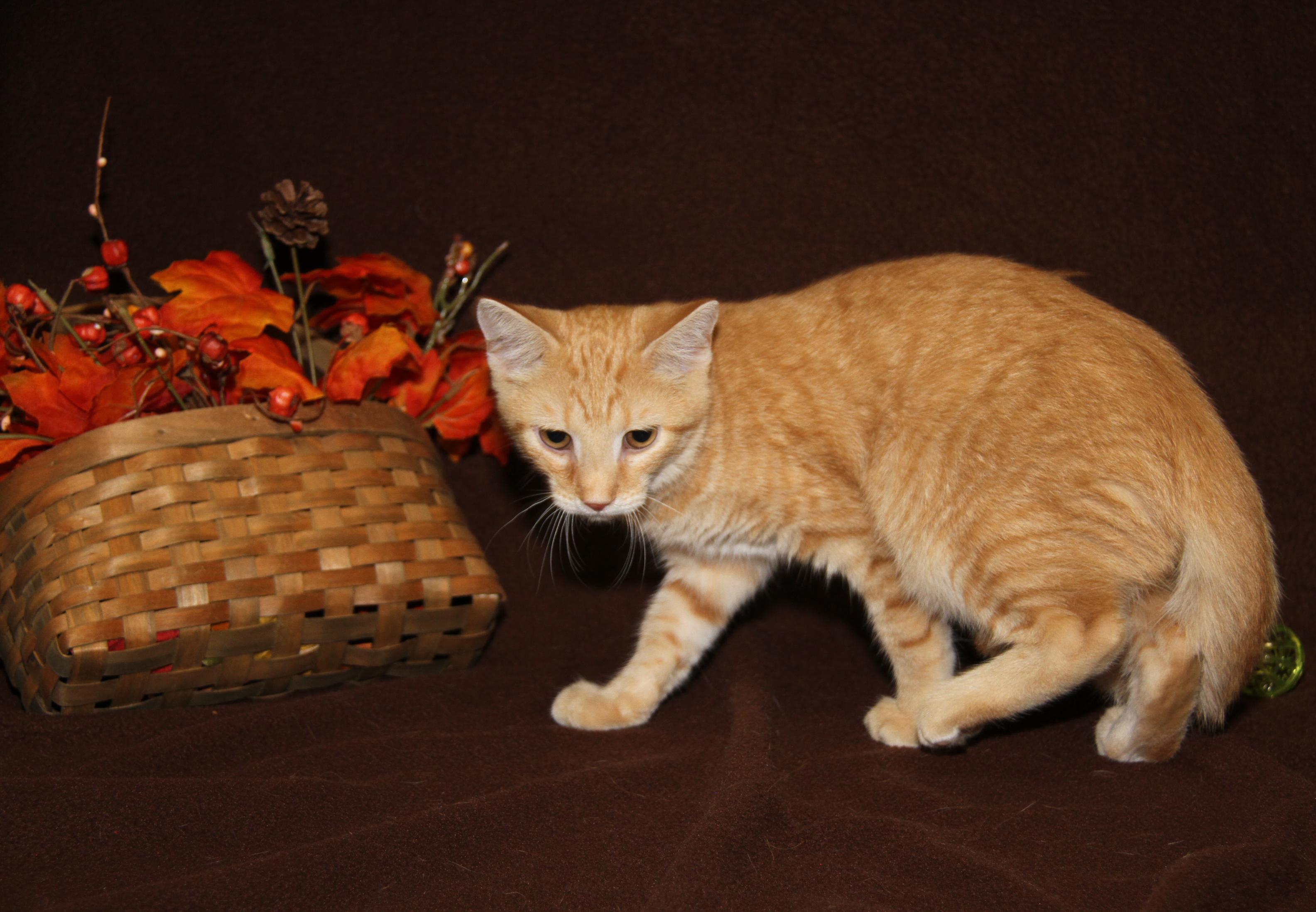 Hippo (Neutered) Photos August 28th 2026), an adopted mixed breed in Marietta, OH image 3/6