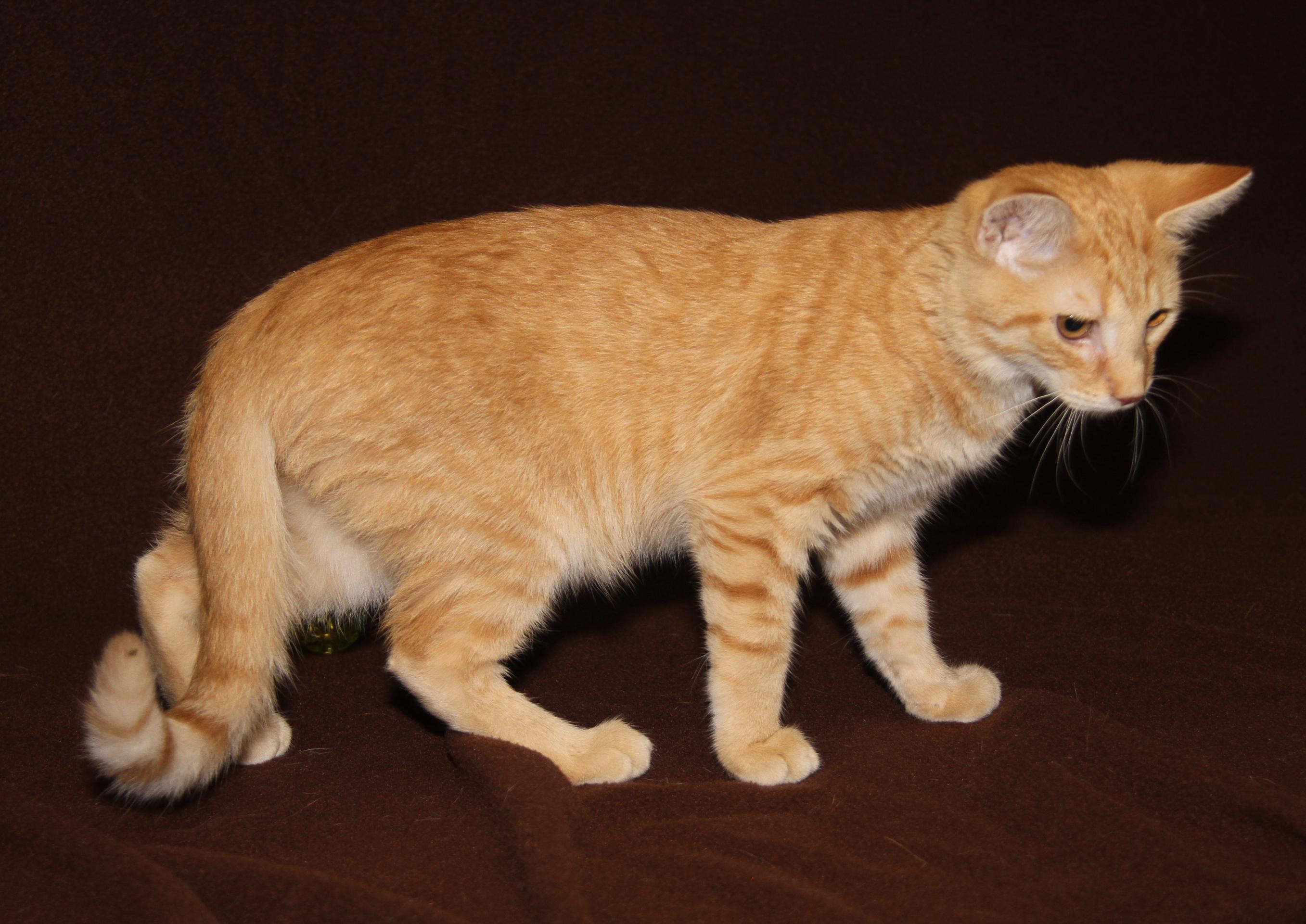 Hippo (Neutered) Photos August 28th 2026), adopted, Kitten Male Tabby & Domestic Short Hair.