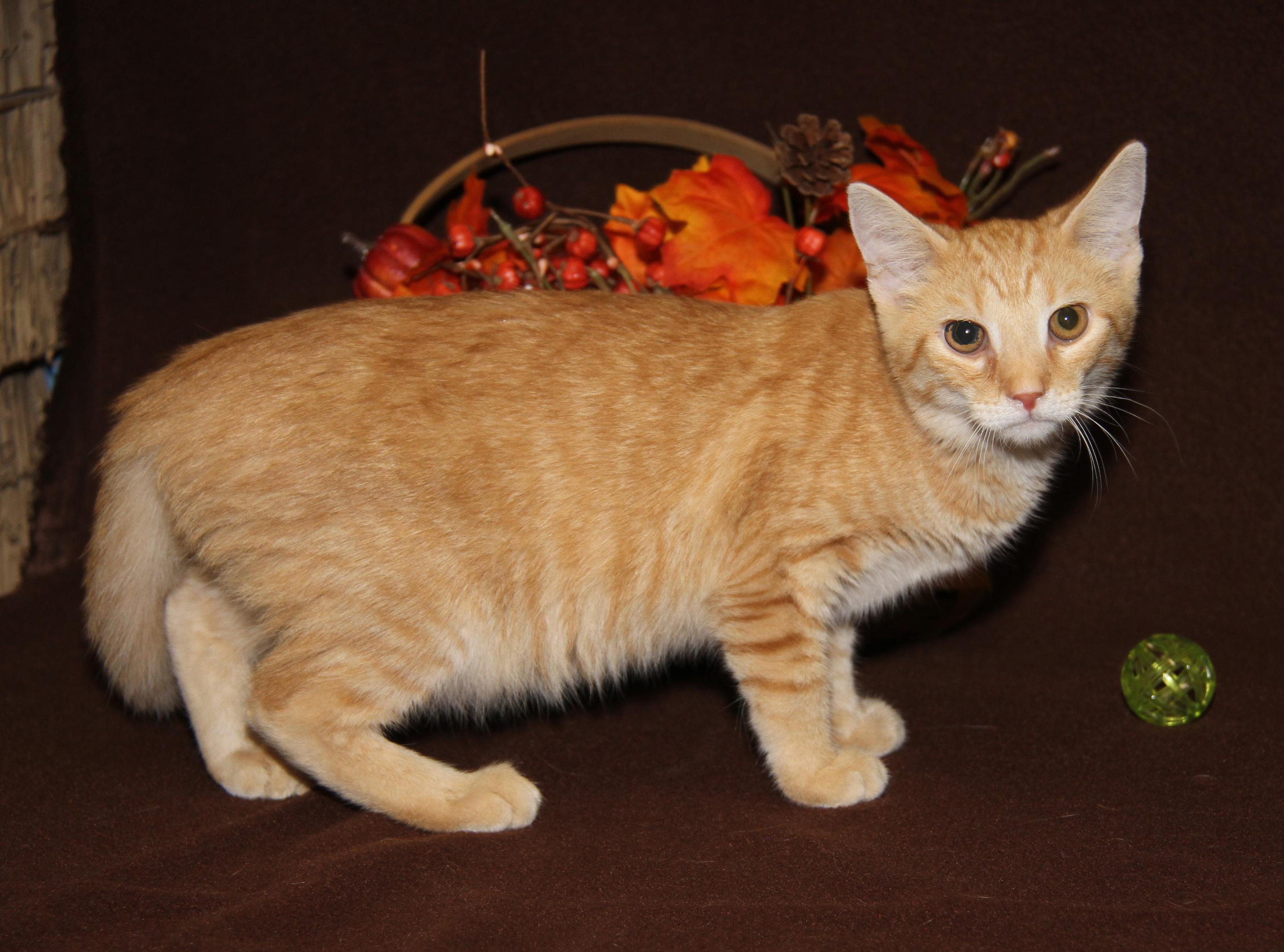 Hippo (Neutered) Photos August 28th 2026), an adopted mixed breed in Marietta, OH image 5/6