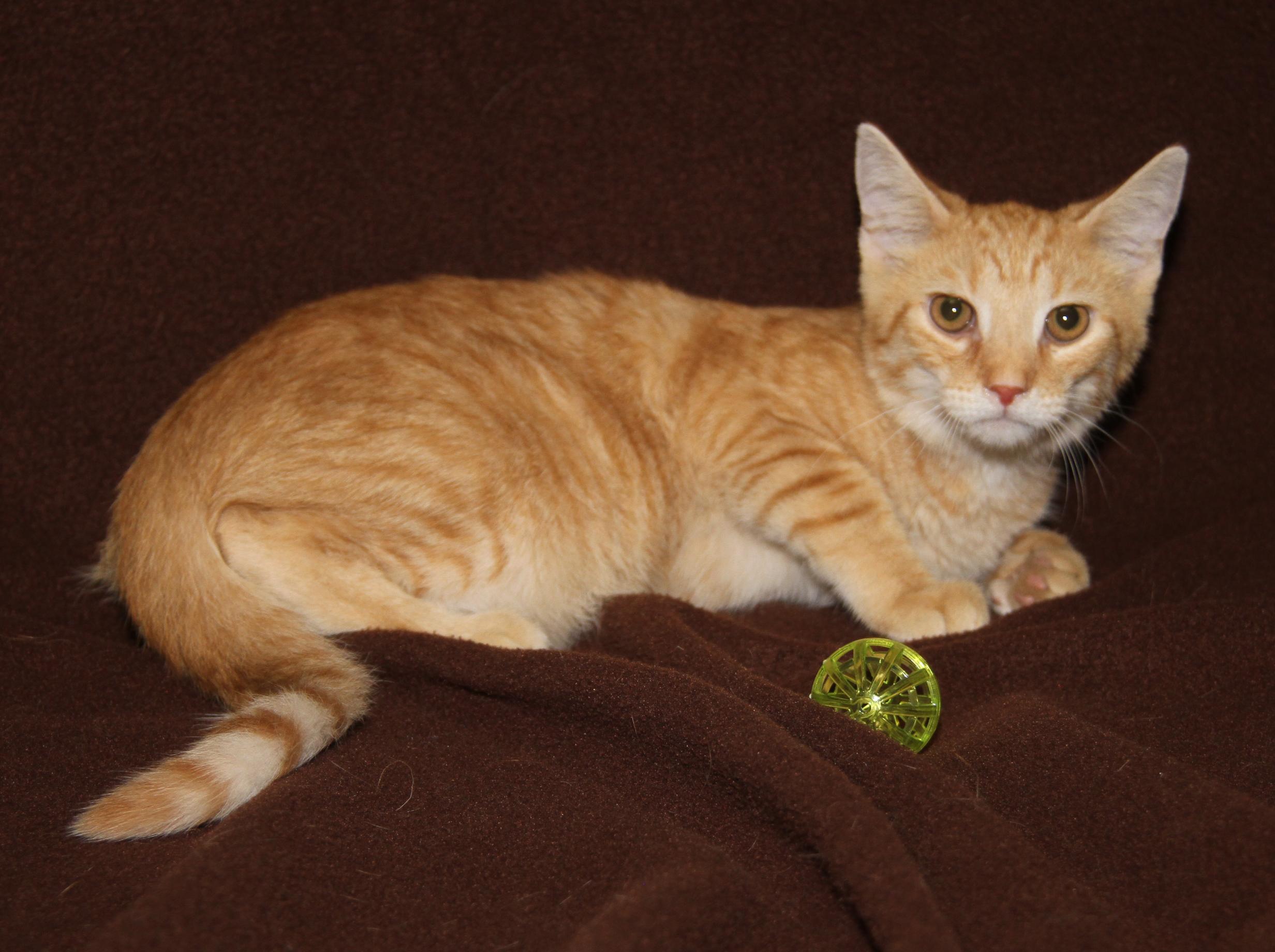 Hippo (Neutered) Photos August 28th 2026), an adopted mixed breed in Marietta, OH image 6/6