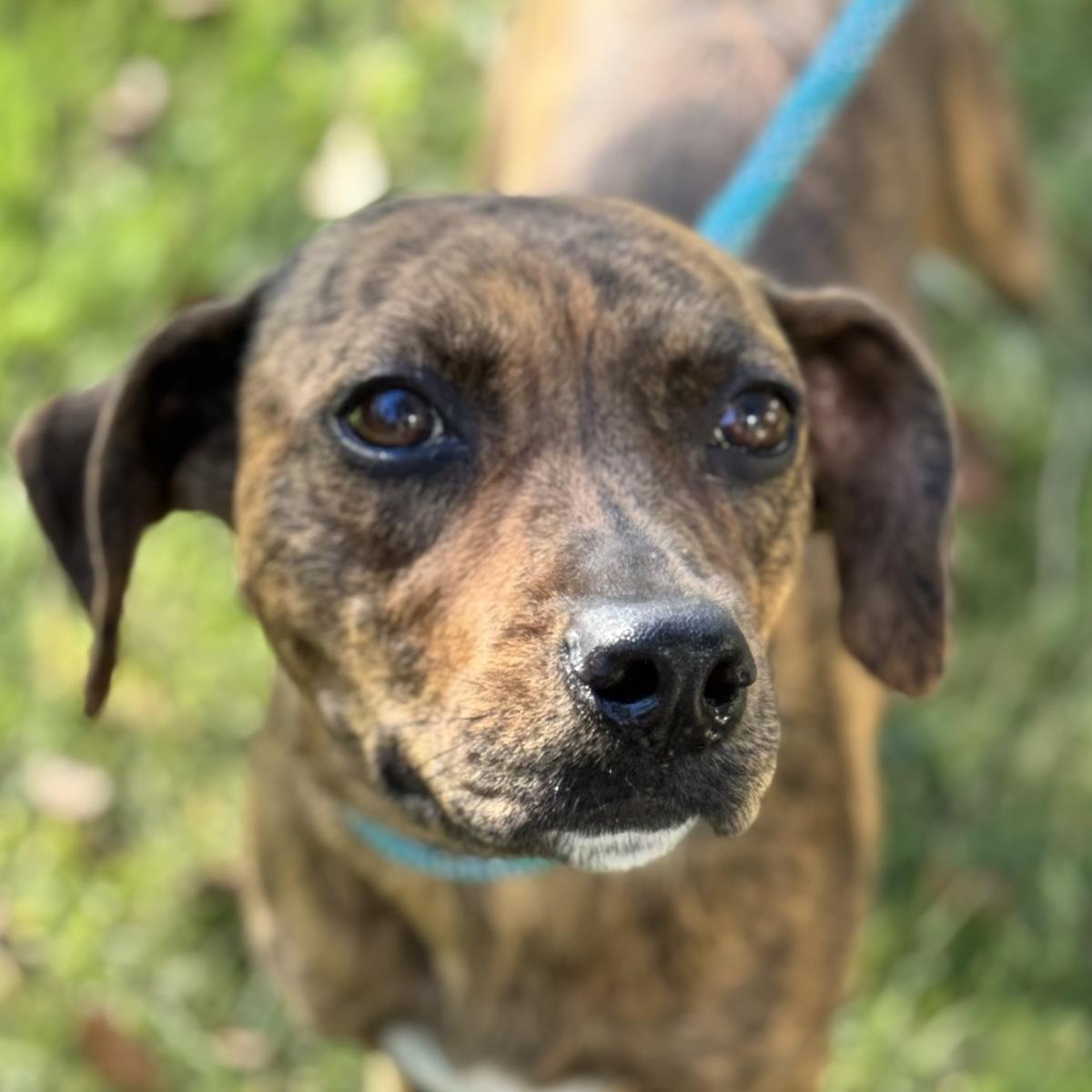 Enlarge Xena, a Adoptable Plott Hound in Locust Fork, AL image 3/3