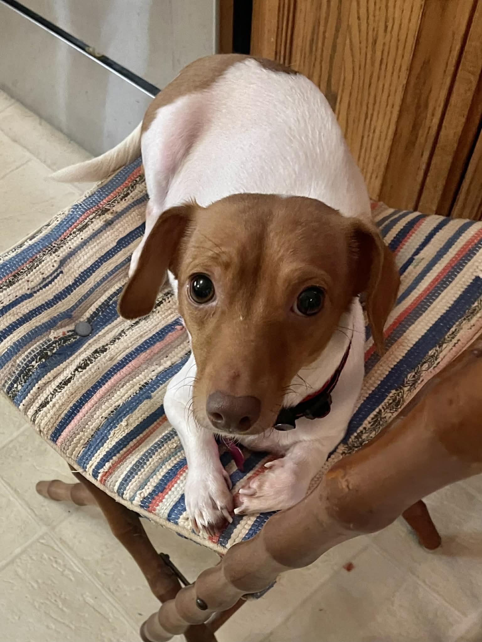 Thea, Adoptable, Adult Female Dachshund.