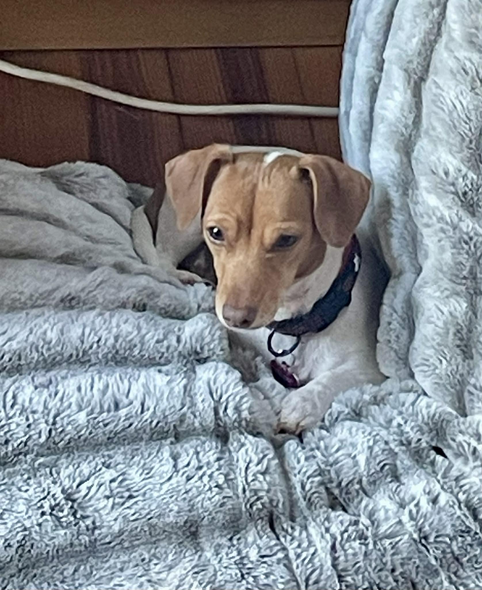 Thea, a Adoptable mixed breed in Smithfield , VA image 4/6