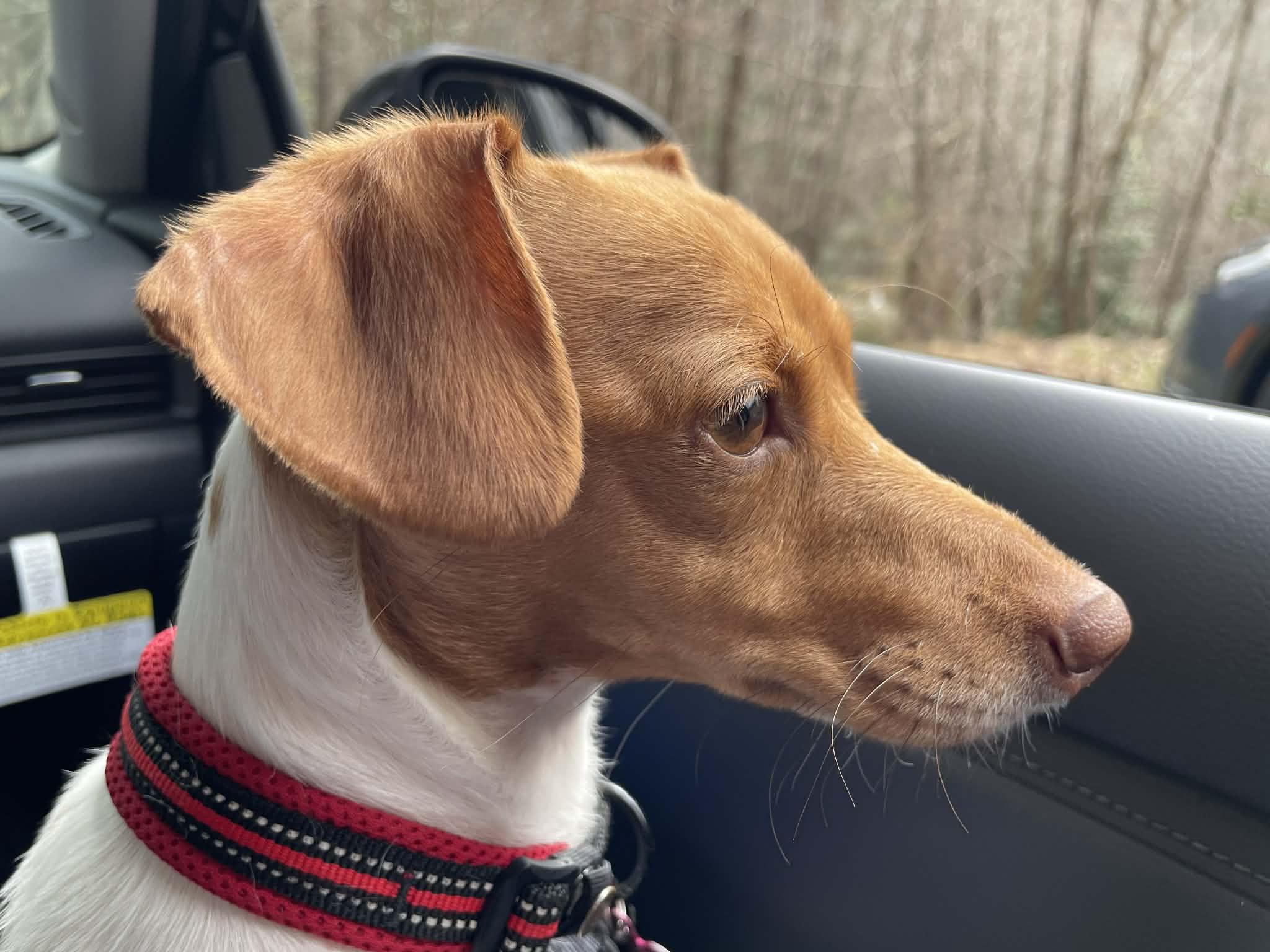 Thea, a Adoptable mixed breed in Smithfield , VA image 6/6