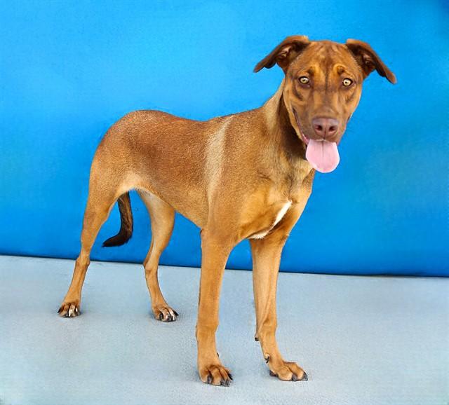 Enlarge MJ, a Adoptable Labrador Retriever in Baldwin Park, CA image 1/1