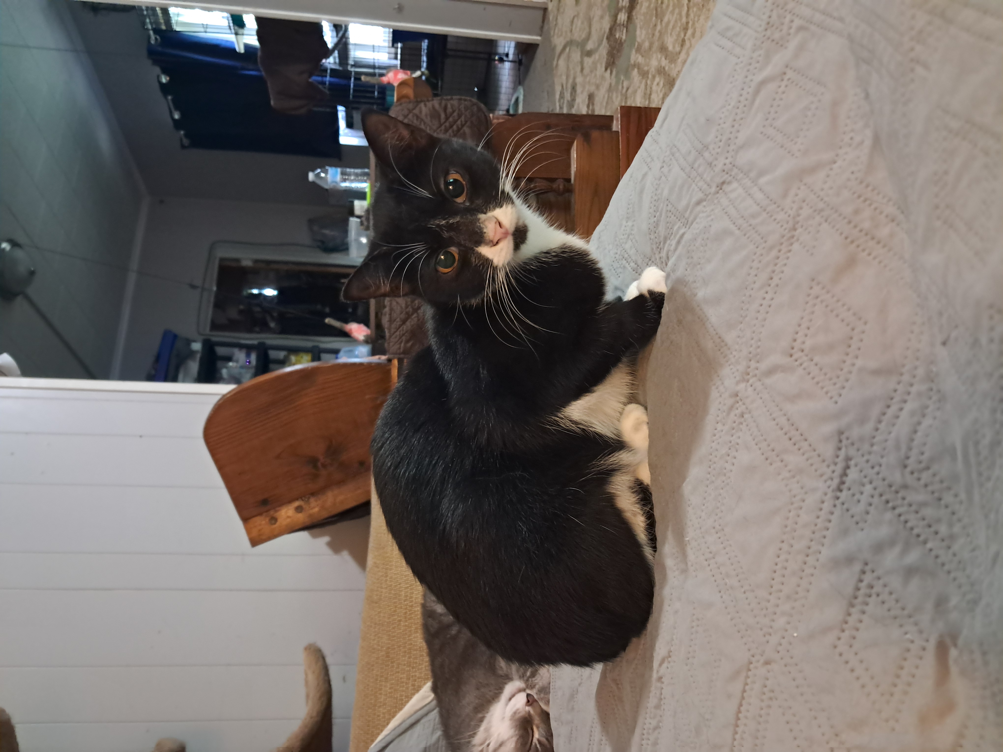 Tara & Wendy, Adoptable, Adult Female Domestic Short Hair.