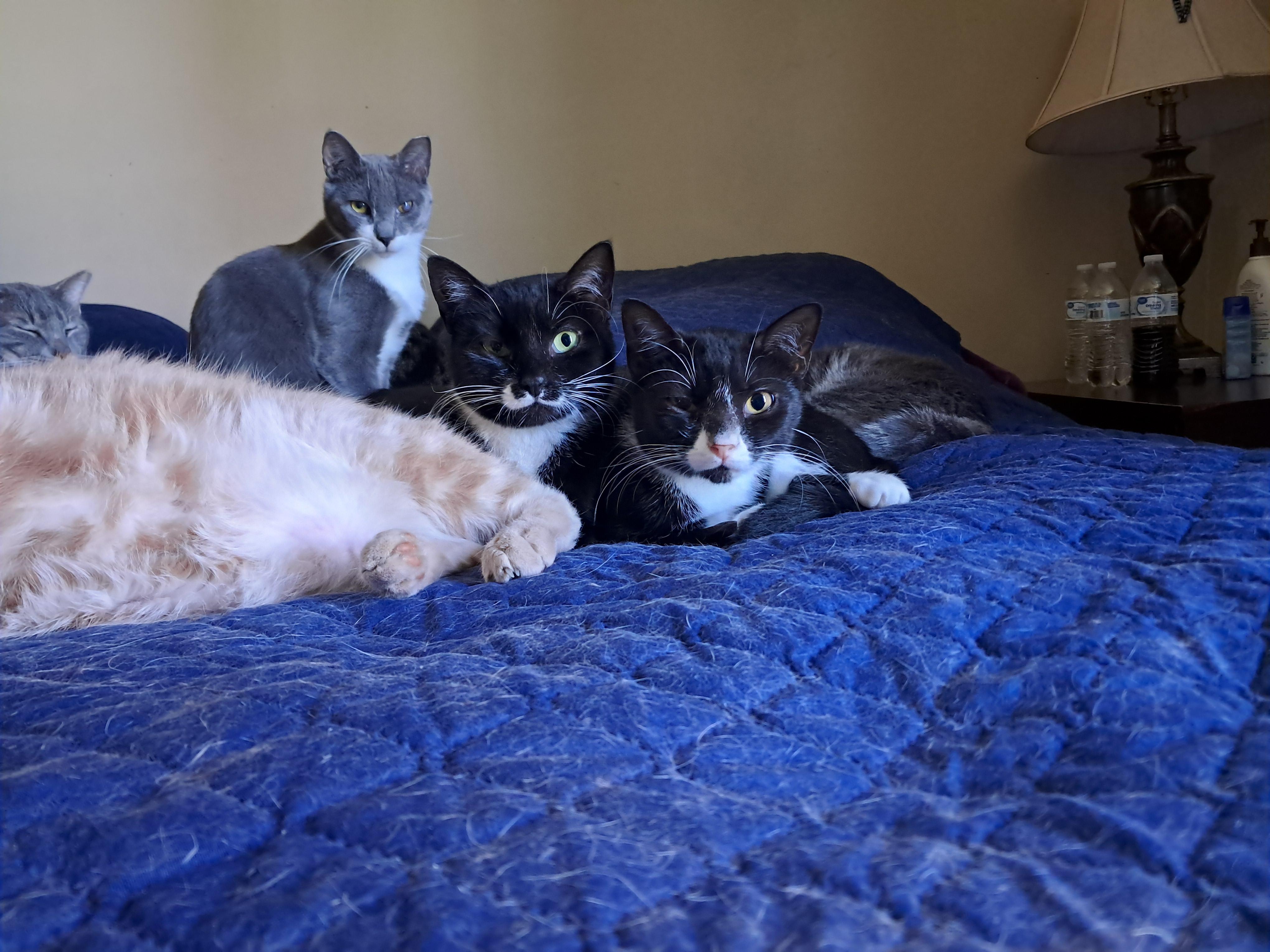 Tara & Wendy, Adoptable, Adult Female Domestic Short Hair.