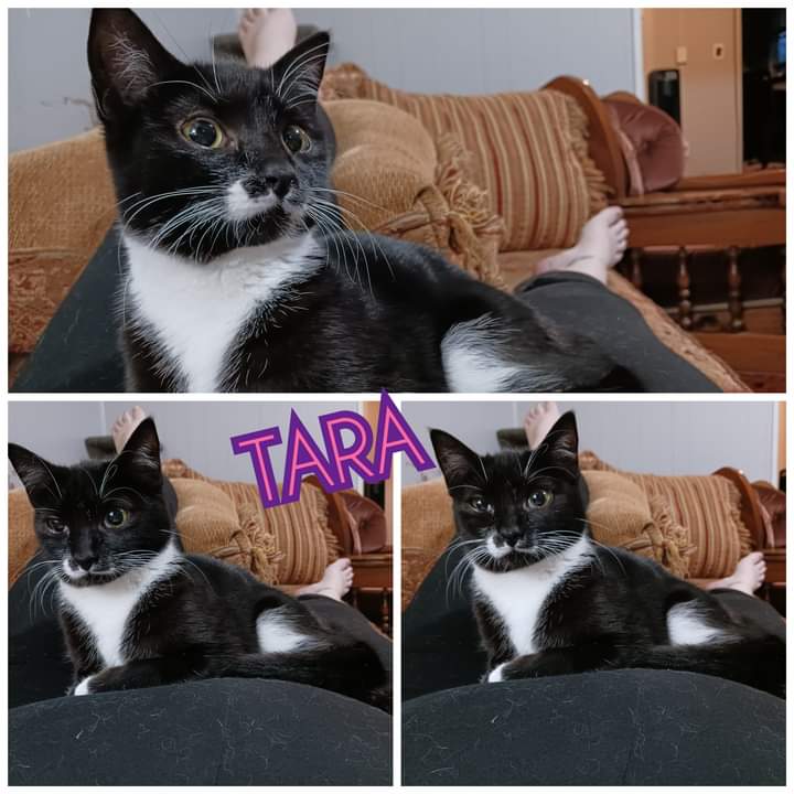 Enlarge Tara & Wendy, a Adoptable Domestic Short Hair in Nanticoke, PA image 3/5