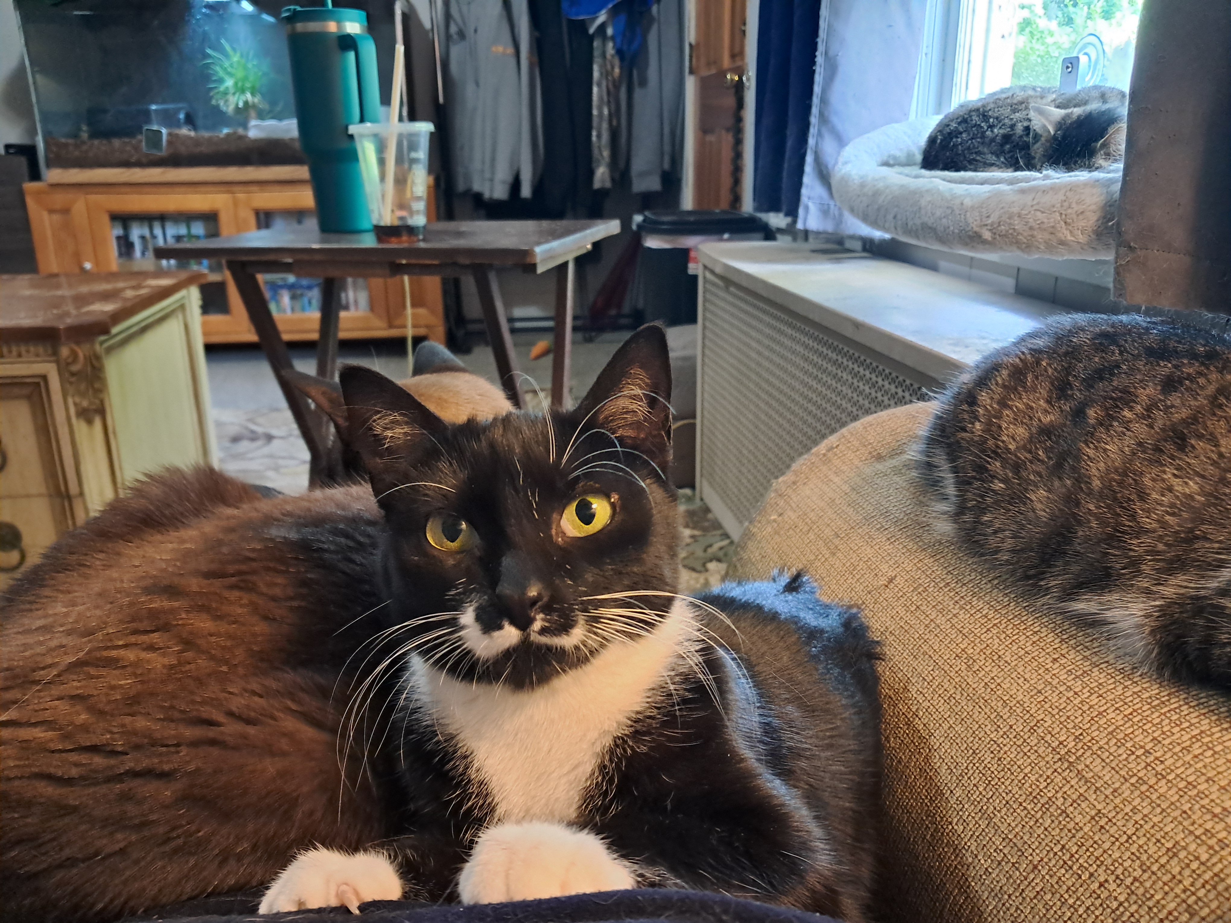 Enlarge Tara & Wendy, a Adoptable Domestic Short Hair in Nanticoke, PA image 4/5