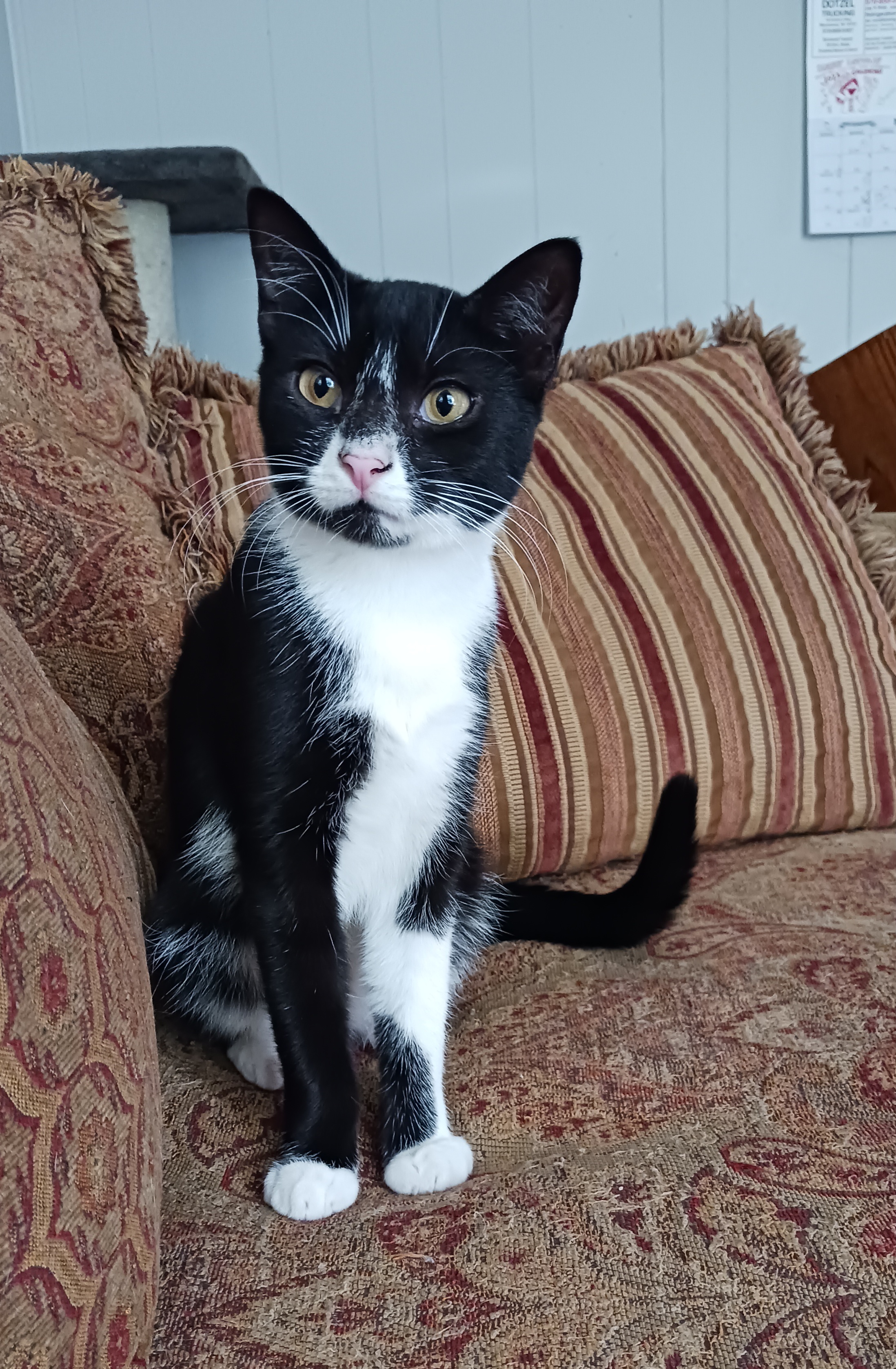 Enlarge Tara & Wendy, a Adoptable Domestic Short Hair in Nanticoke, PA image 5/5