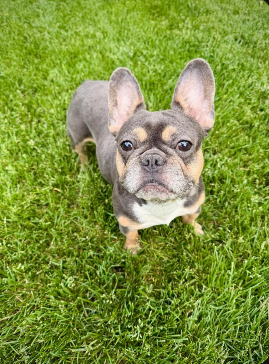 Rain, Adoptable, Adult Female French Bulldog.