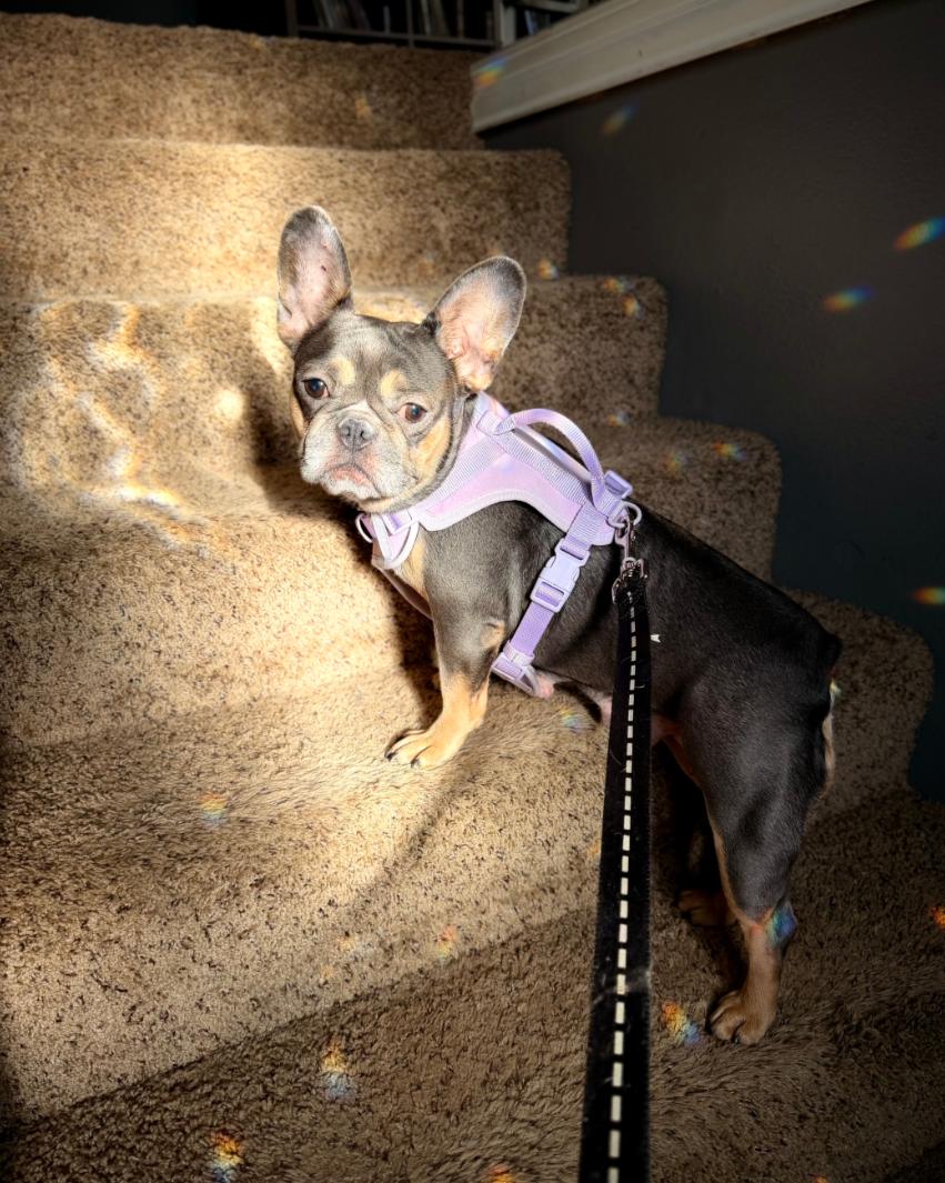 Rain, a Adoptable French Bulldog in Sioux Falls, SD image 2/2