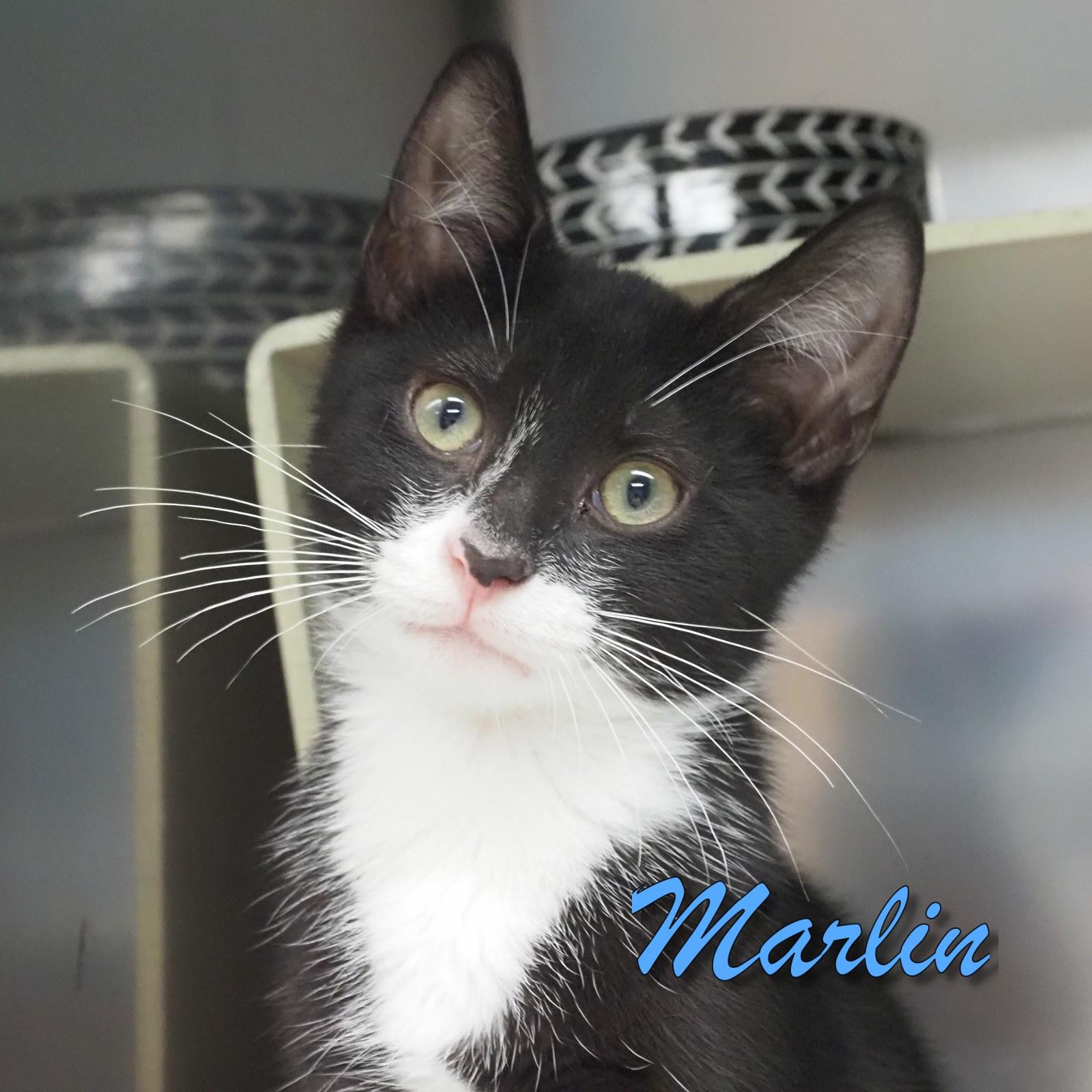 Marlin