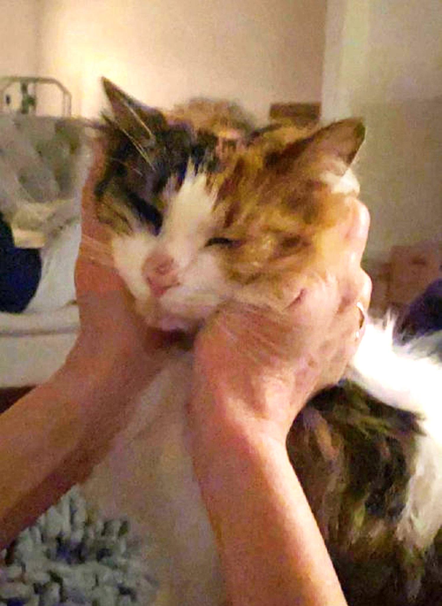 Miss Daisy, Adoptable, Adult Female Domestic Long Hair.