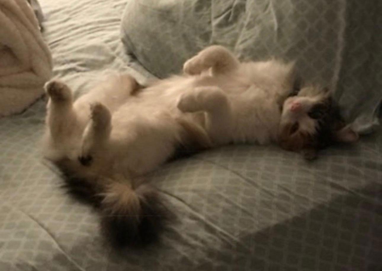 Enlarge Miss Daisy, a Adoptable Domestic Long Hair in Coatesville, PA image 2/3