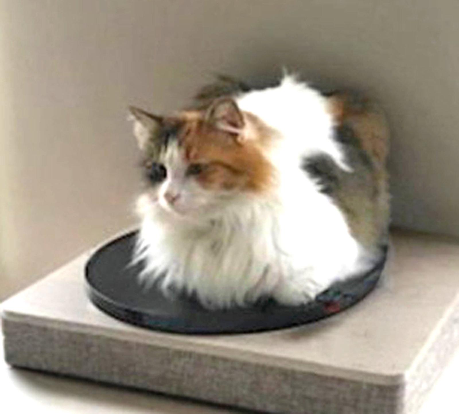 Enlarge Miss Daisy, a Adoptable Domestic Long Hair in Coatesville, PA image 3/3