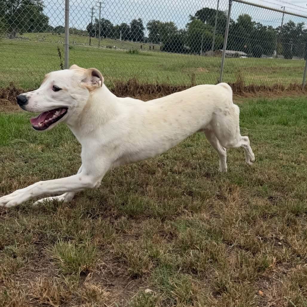 Enlarge Foster Needed - DUKE, a ADOPTABLE mixed breed in Oswego, IL image 2/3