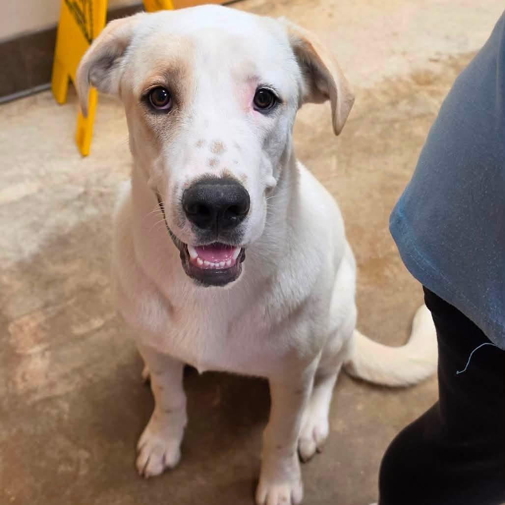 Enlarge Foster Needed - DUKE, a ADOPTABLE mixed breed in Oswego, IL image 1/3