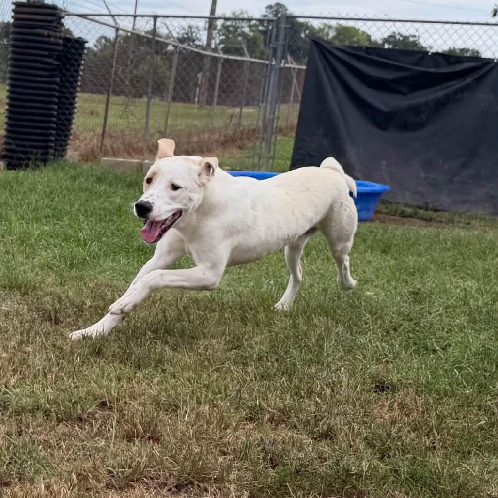 Enlarge Foster Needed - DUKE, a ADOPTABLE mixed breed in Oswego, IL image 3/3