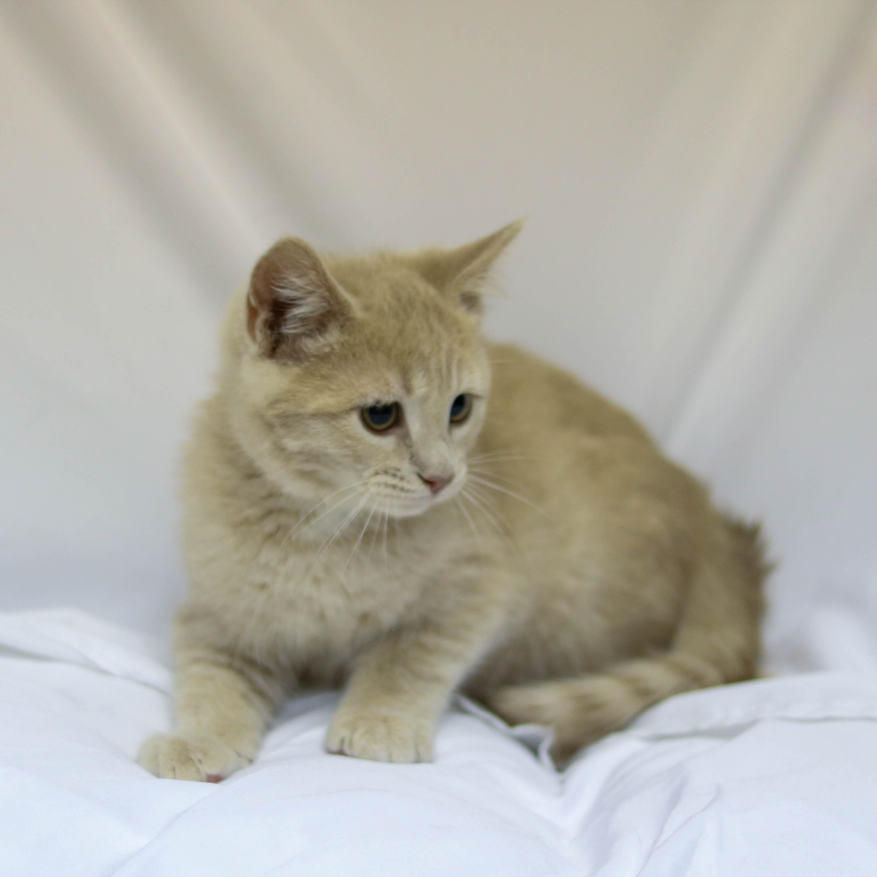 Mario, a ADOPTABLE Domestic Short Hair in Denver, CO image 3/4