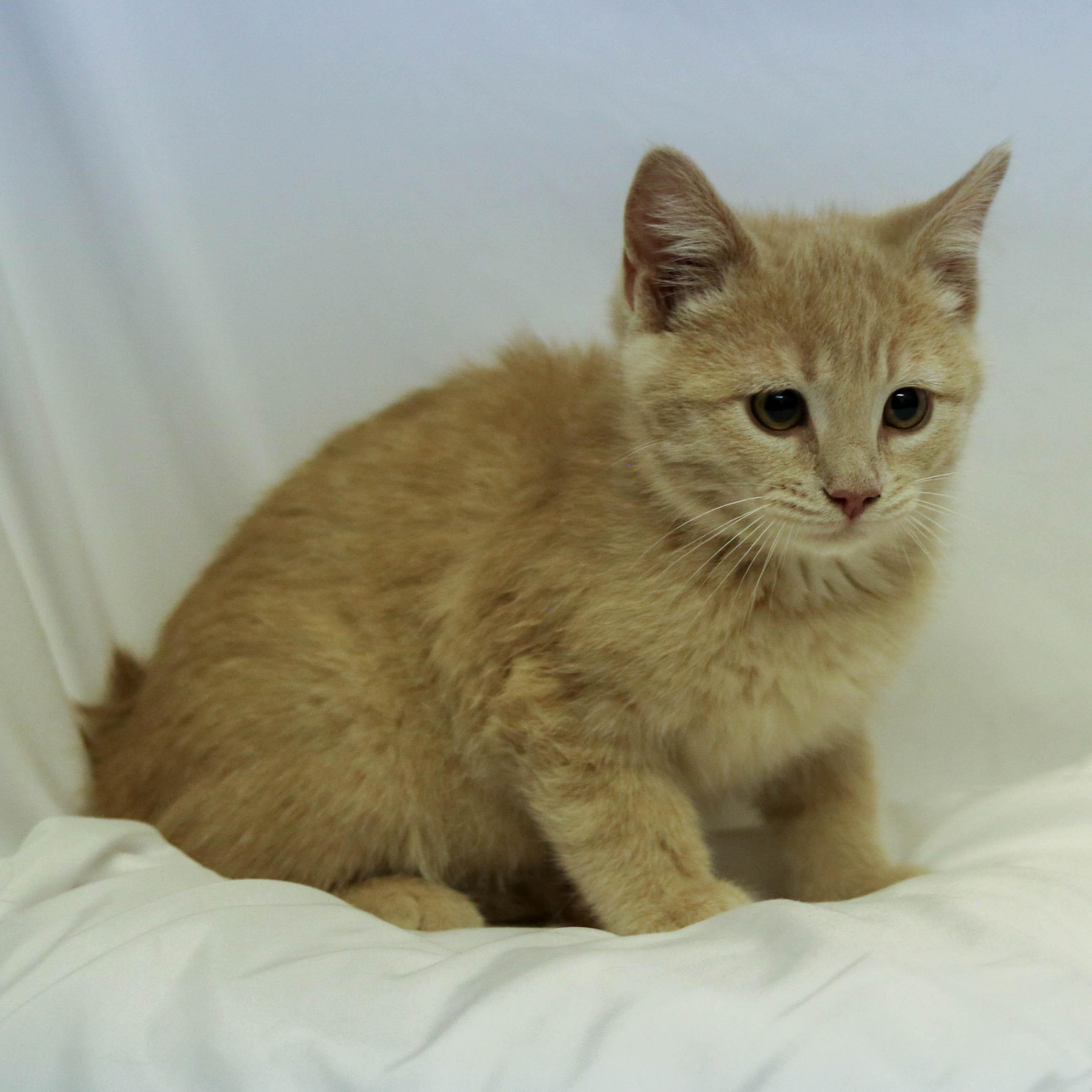 Mario, a ADOPTABLE Domestic Short Hair in Denver, CO image 4/4