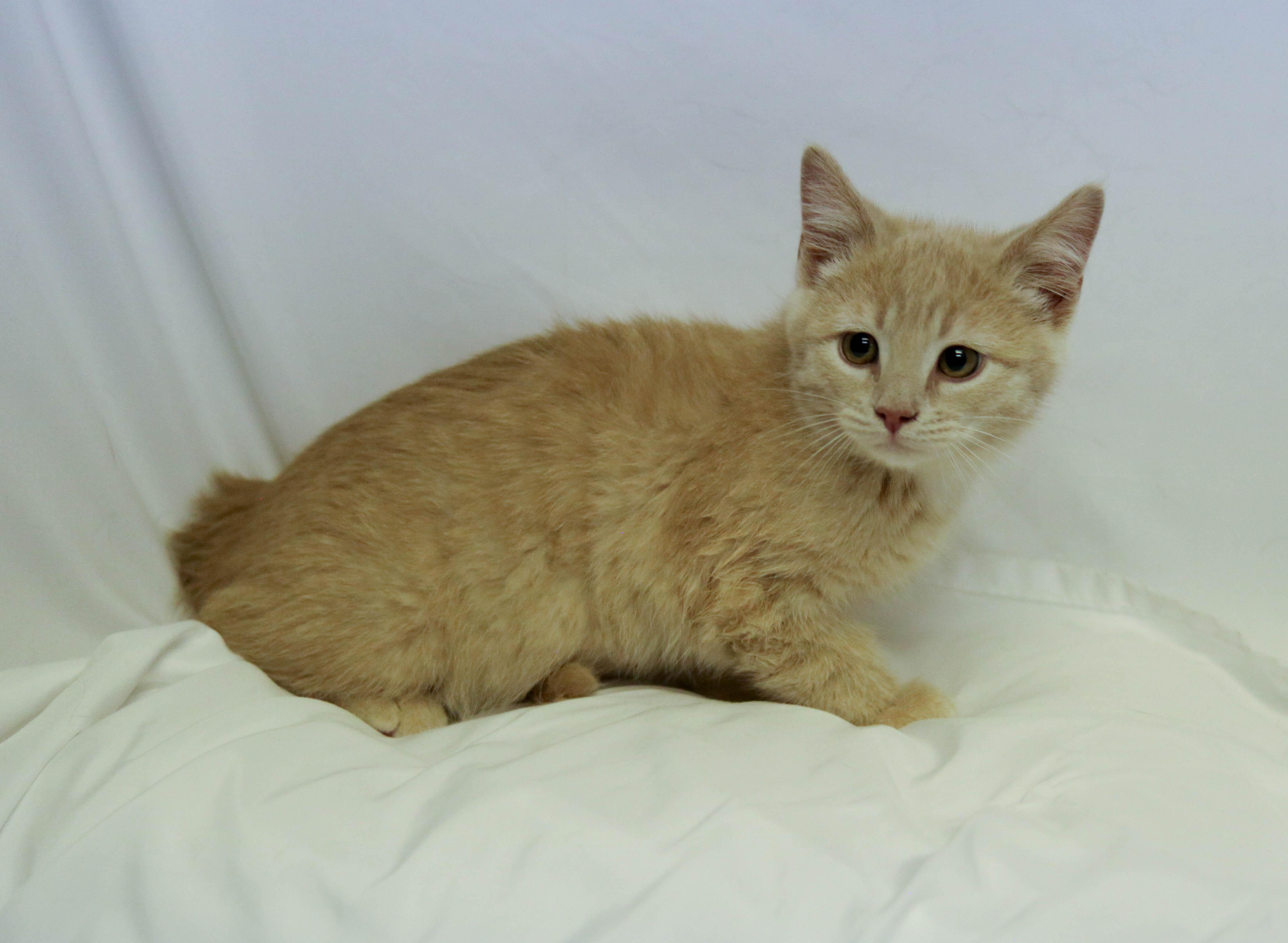 Mario, a ADOPTABLE Domestic Short Hair in Denver, CO image 2/4