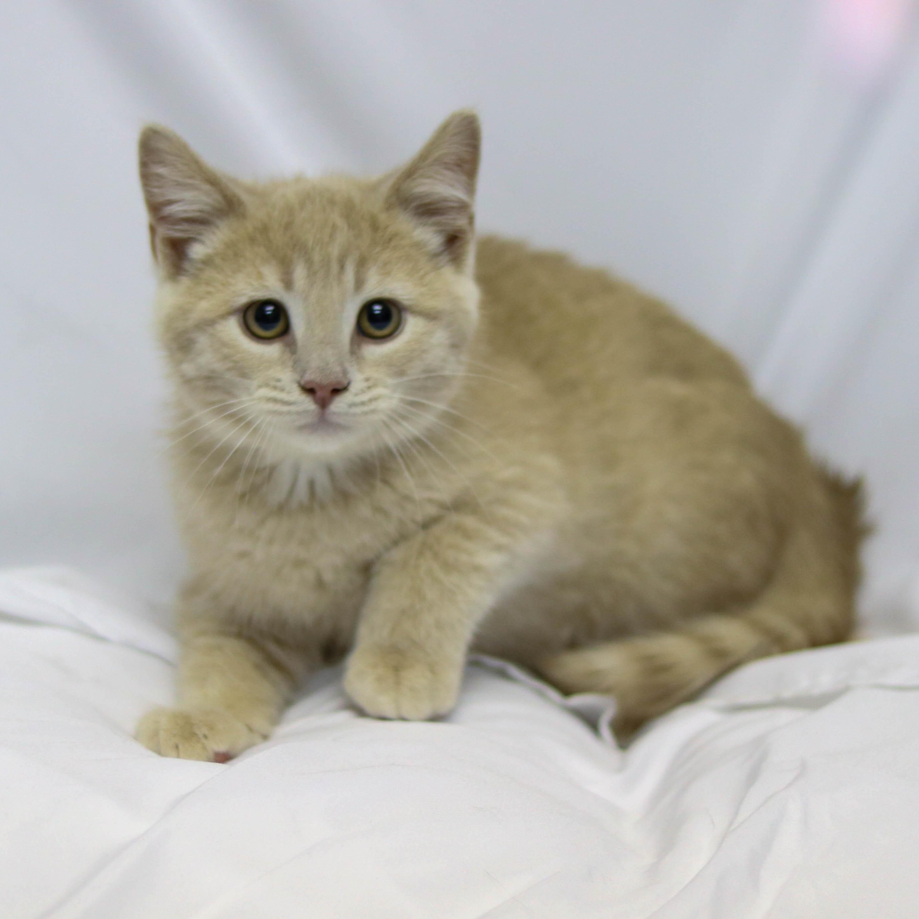 Mario, ADOPTABLE, Kitten Male Domestic Short Hair.