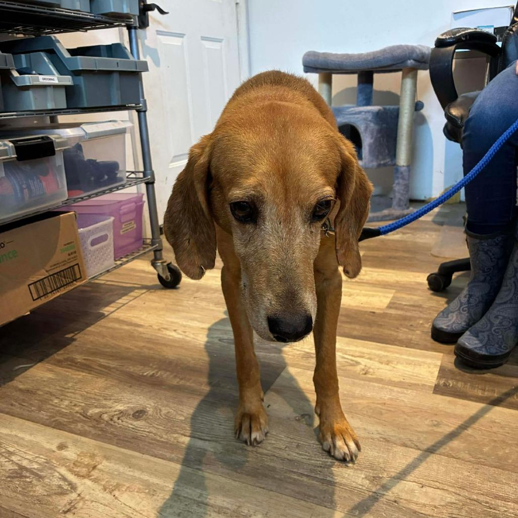 Enlarge Buddy, a Adoptable Hound in Laurel, MS image 1/1