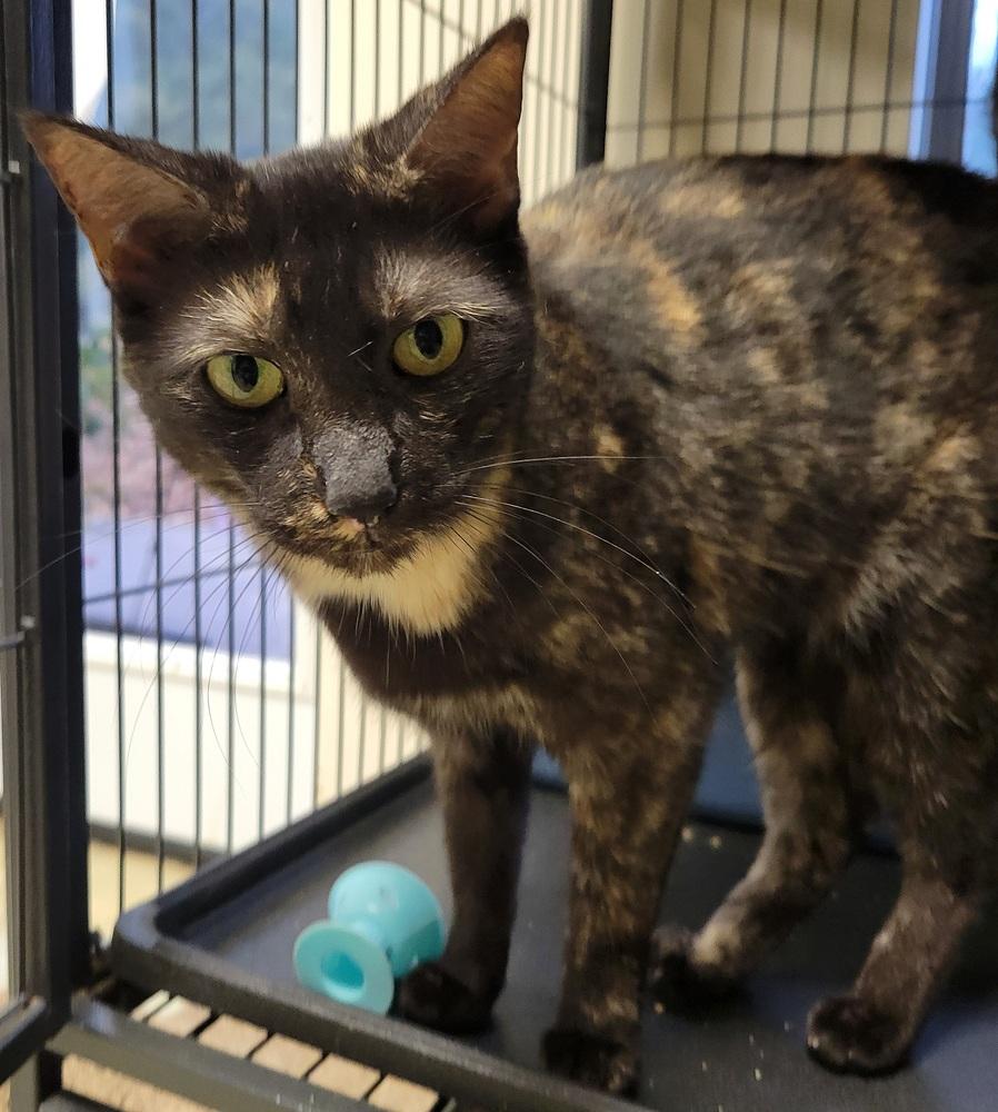 5978 Lizzy B, Adoptable, Adult Female Domestic Short Hair & Domestic Short Hair.