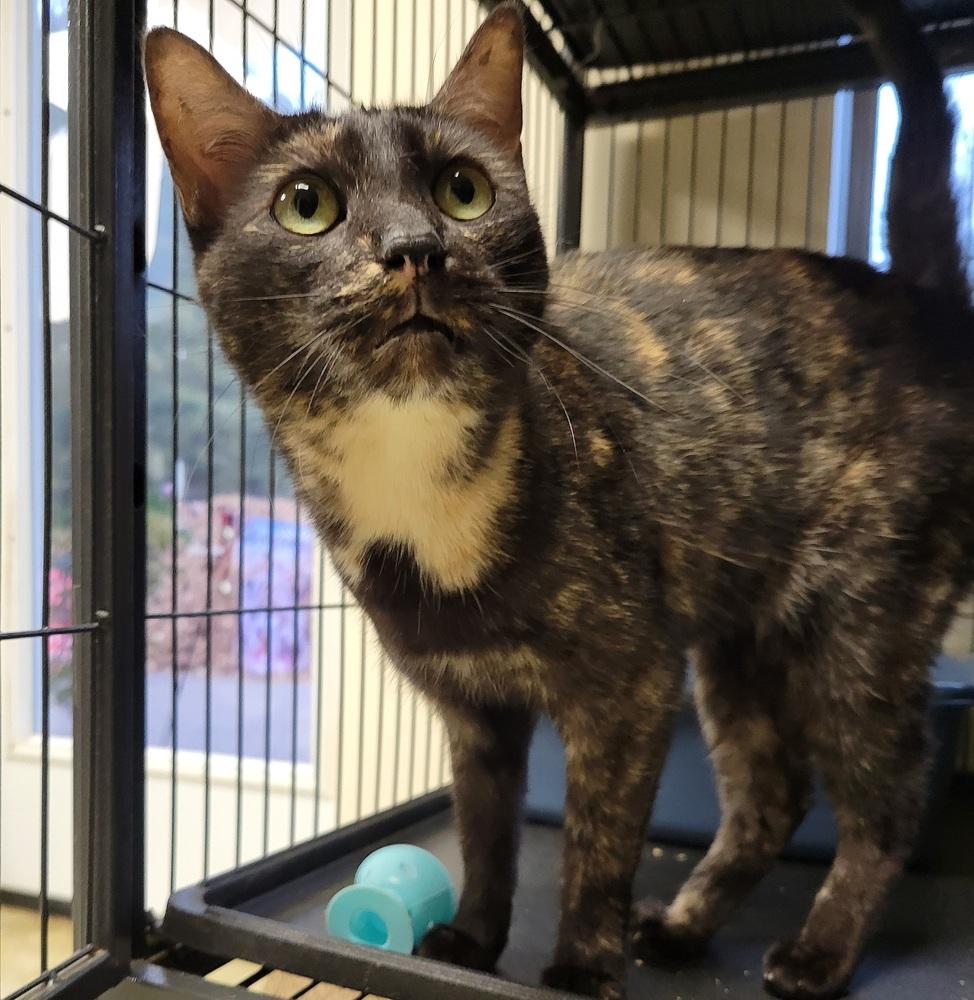 Enlarge 5978 Lizzy B, a Adoptable mixed breed in Hartwell, GA image 2/5