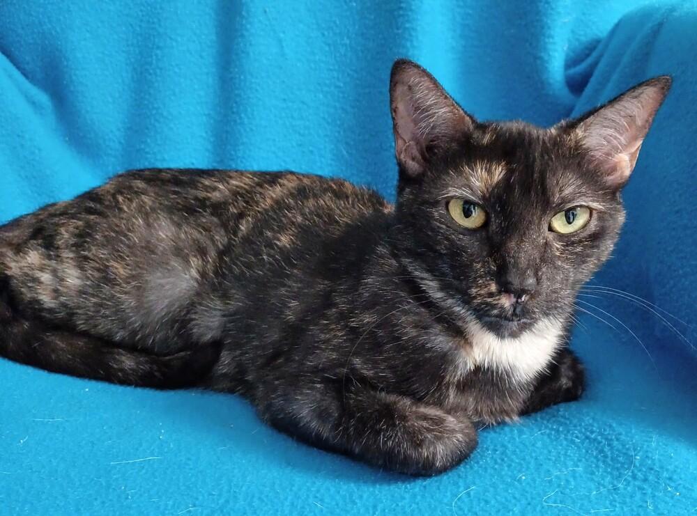 Enlarge 5978 Lizzy B, a Adoptable mixed breed in Hartwell, GA image 3/5