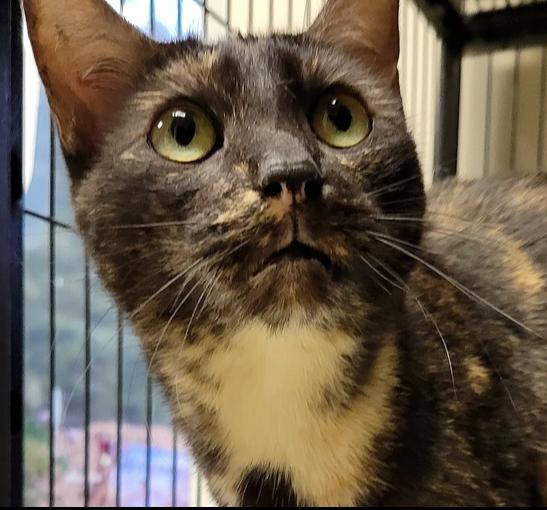 Enlarge 5978 Lizzy B, a Adoptable mixed breed in Hartwell, GA image 4/5