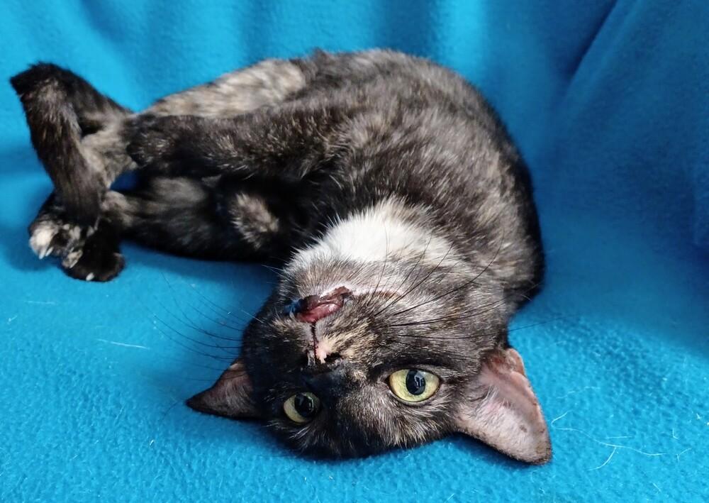Enlarge 5978 Lizzy B, a Adoptable mixed breed in Hartwell, GA image 5/5