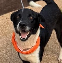Remus, an adoptable Border Collie in Seabrook, NH image 1/3