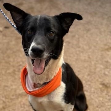 Remus, an adoptable Border Collie in Seabrook, NH image 2/3