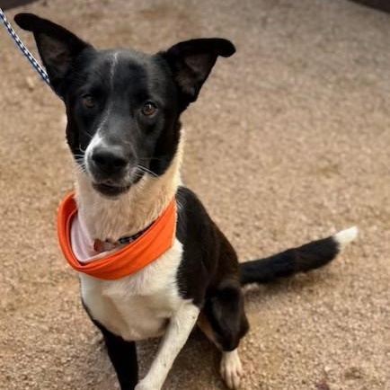 Remus, an adoptable Border Collie in Seabrook, NH image 3/3