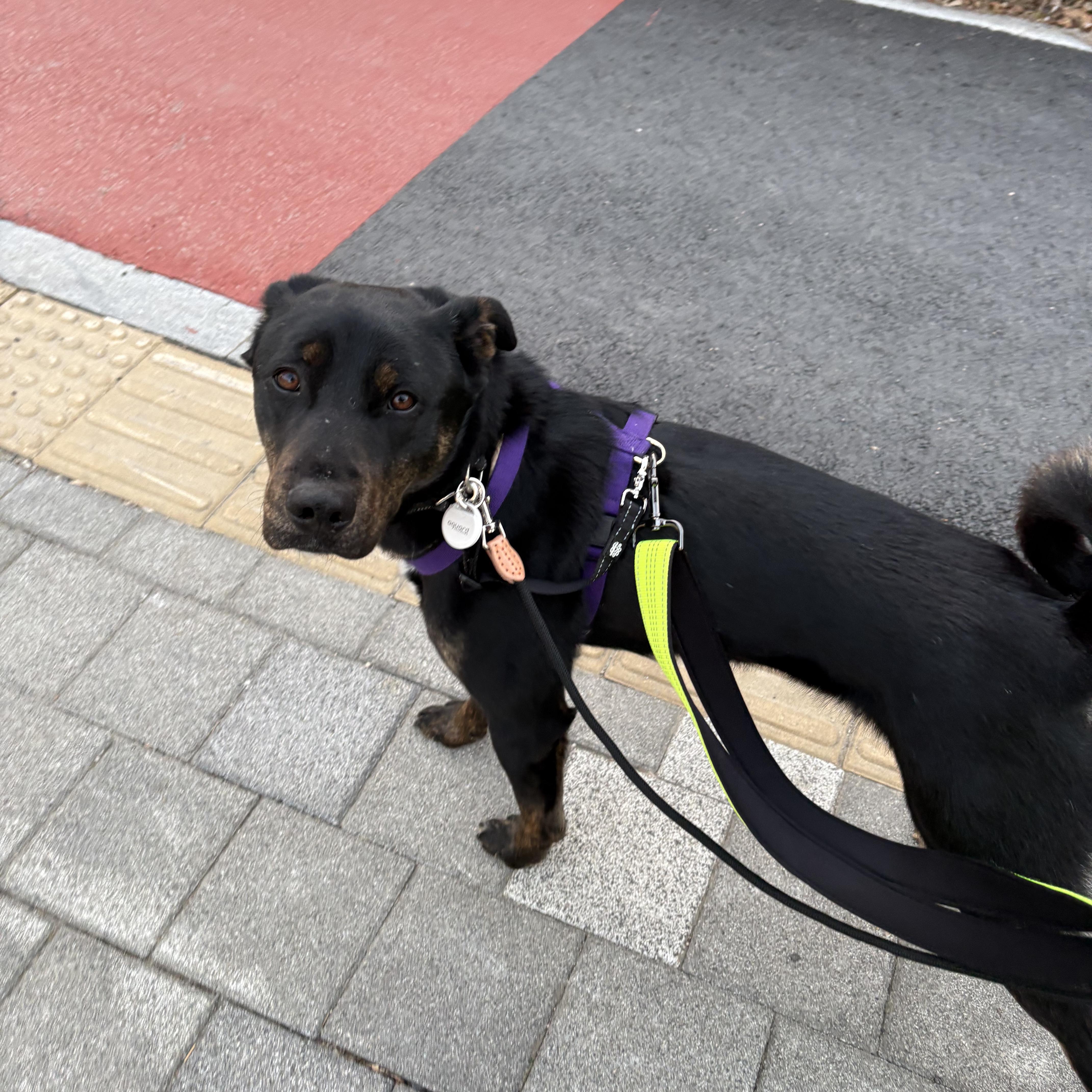 Enlarge Robin, a Adoptable mixed breed in Westbrook , ME image 4/5