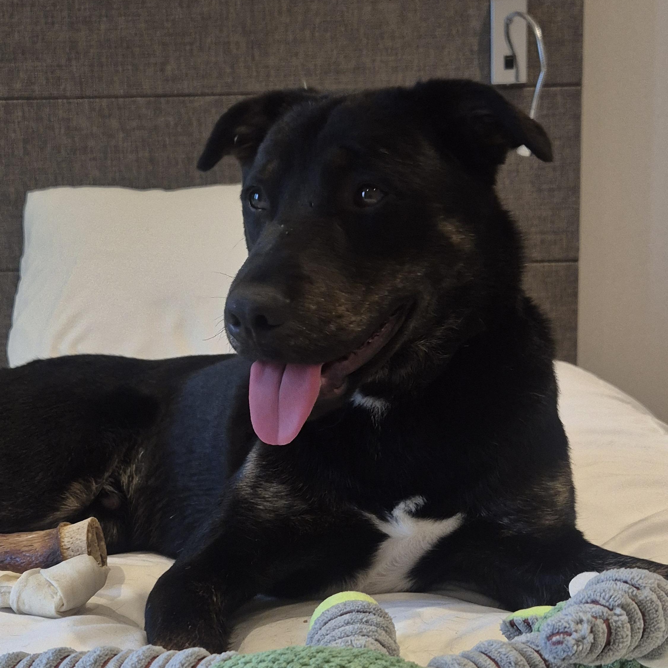 Robin, Adoptable, Young Male Black Labrador Retriever & Jindo.