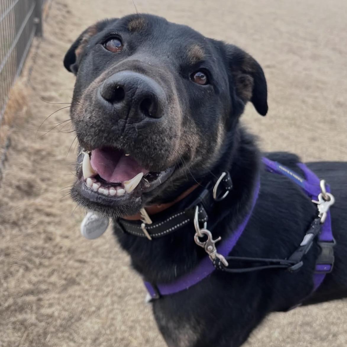 Enlarge Robin, a Adoptable mixed breed in Westbrook , ME image 2/5