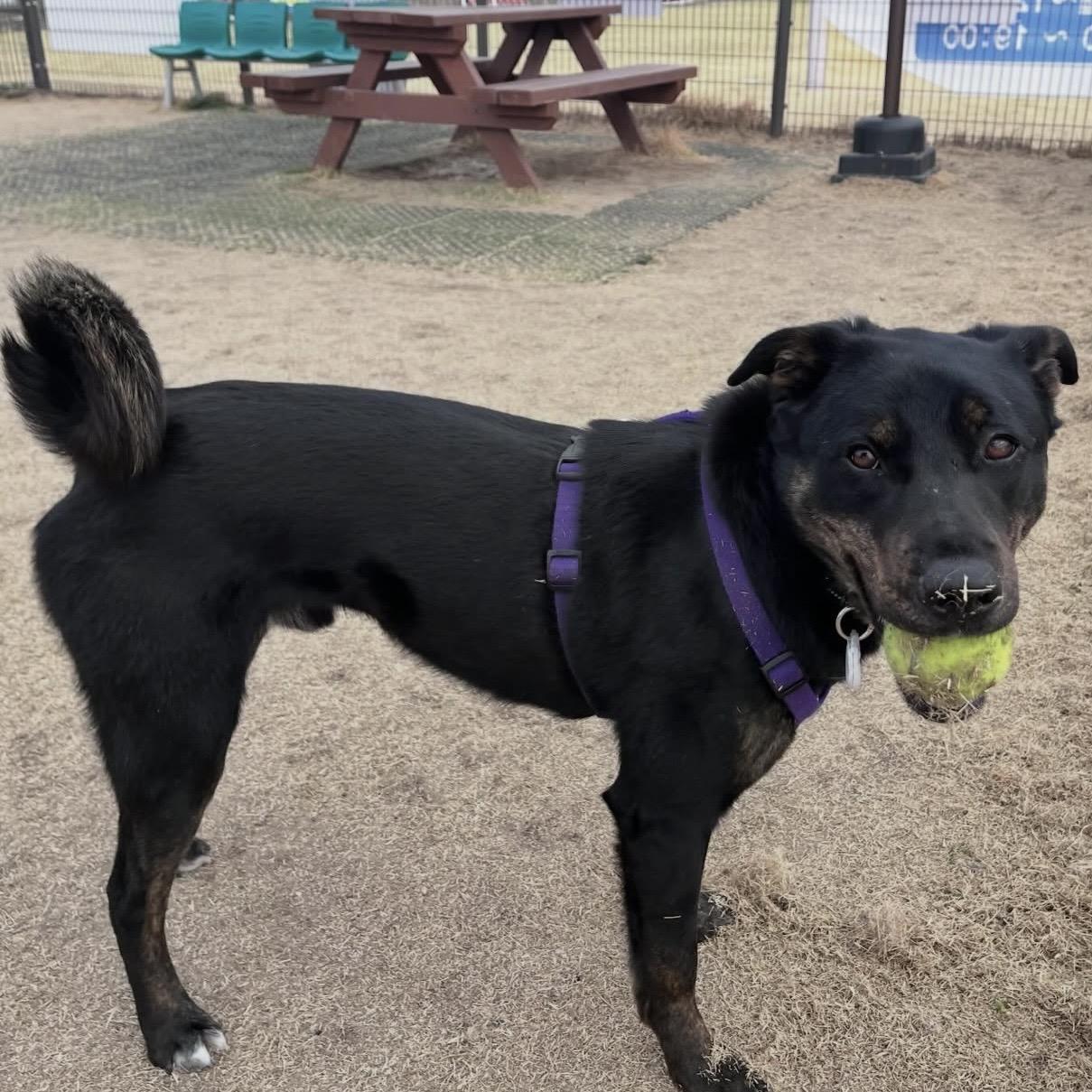 Enlarge Robin, a Adoptable mixed breed in Westbrook , ME image 3/5