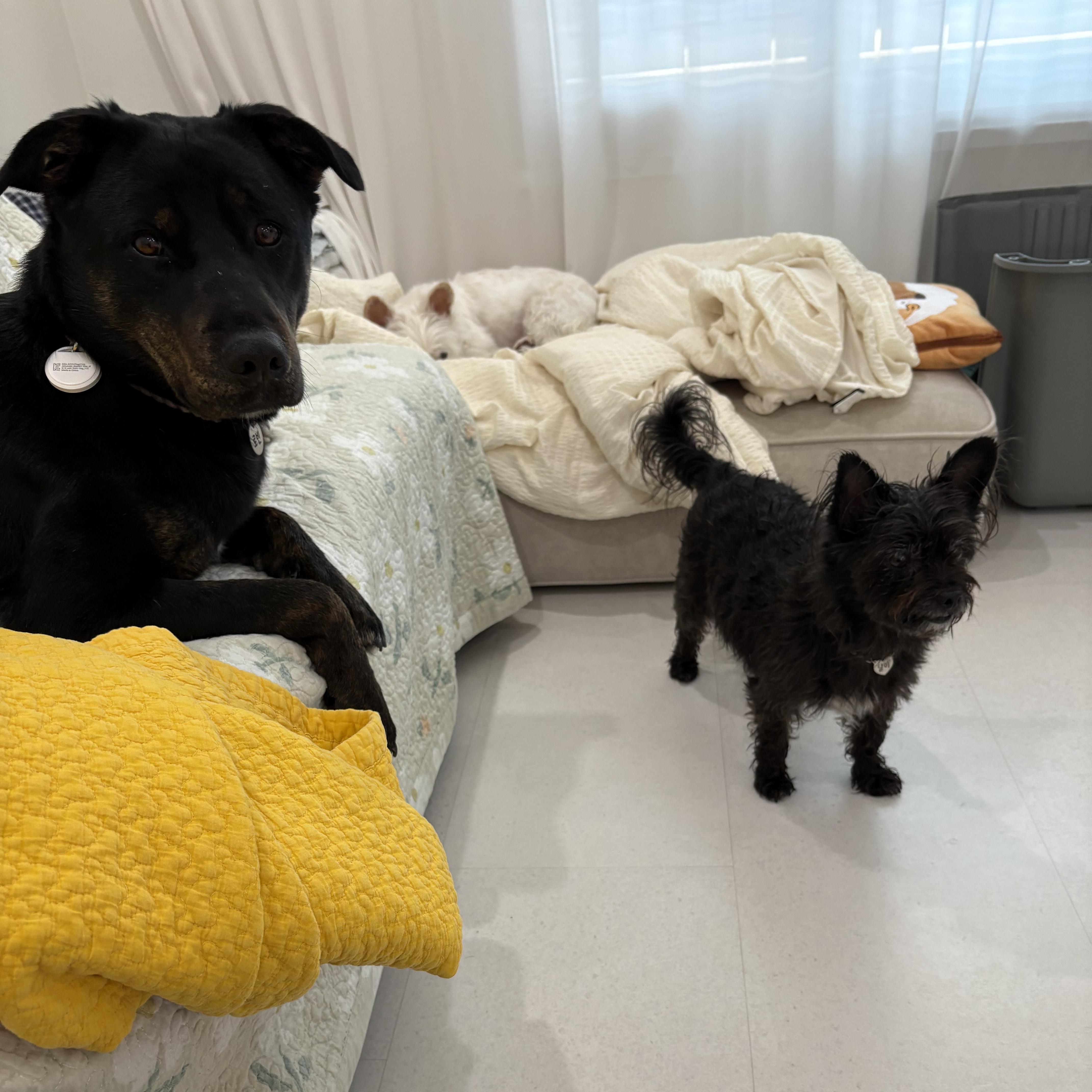 Enlarge Robin, a Adoptable mixed breed in Westbrook , ME image 5/5