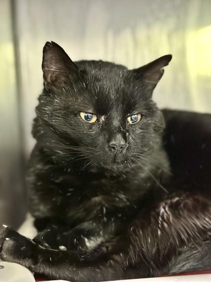 Sirius Black, a ADOPTABLE Domestic Short Hair in Athens, GA image 2/3