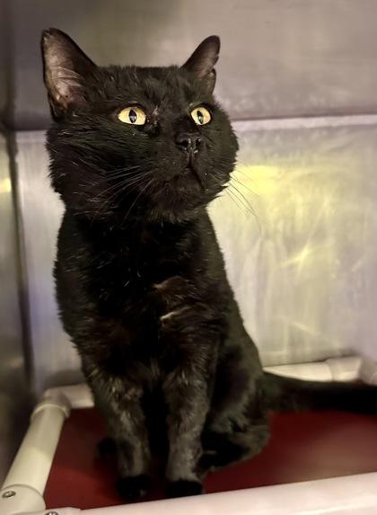 Sirius Black, a ADOPTABLE Domestic Short Hair in Athens, GA image 1/3