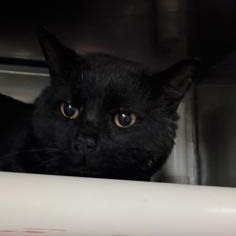 Sirius Black, a ADOPTABLE Domestic Short Hair in Athens, GA image 3/3