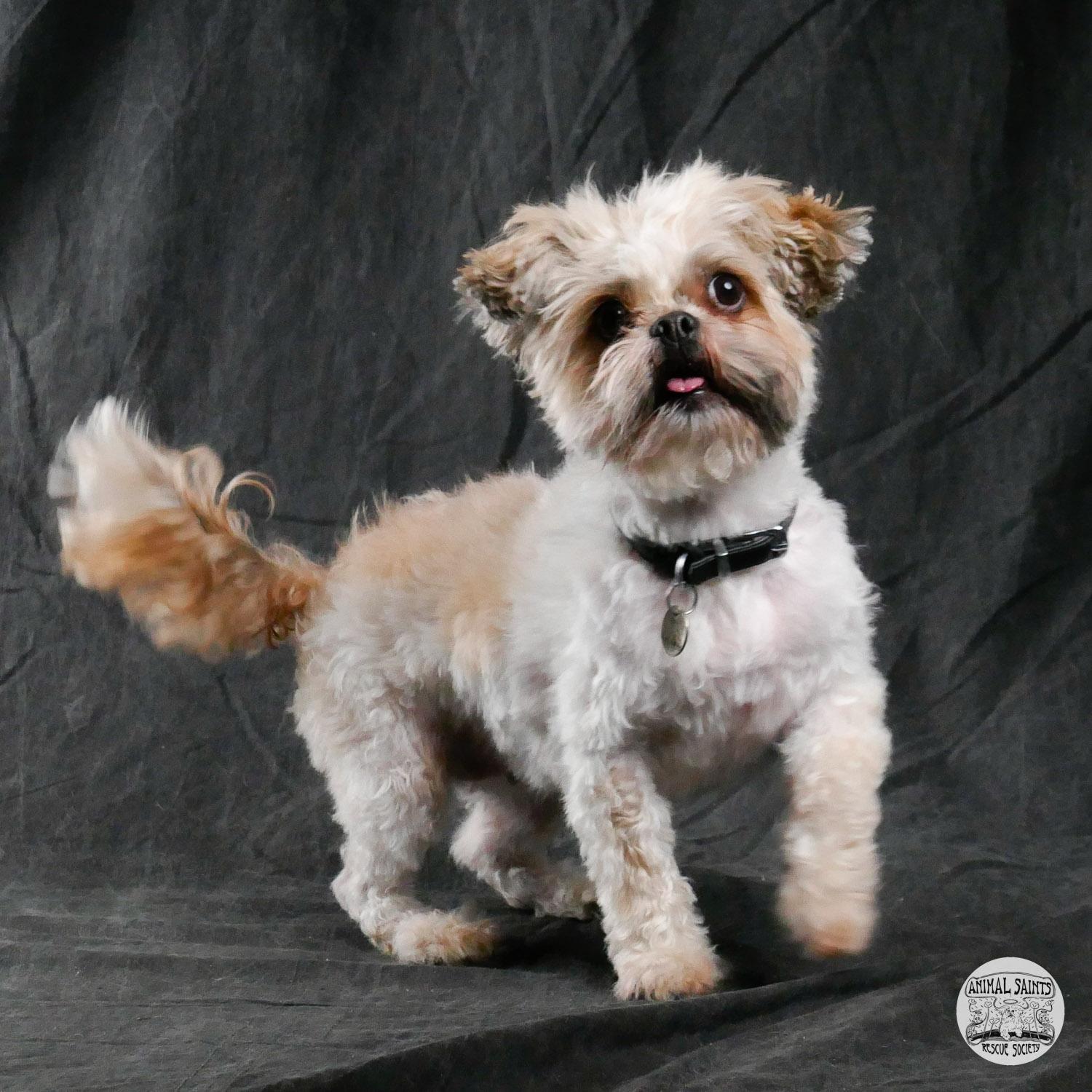 Enlarge Piper, a ADOPTABLE mixed breed in Fort Montgomery, NY image 4/6