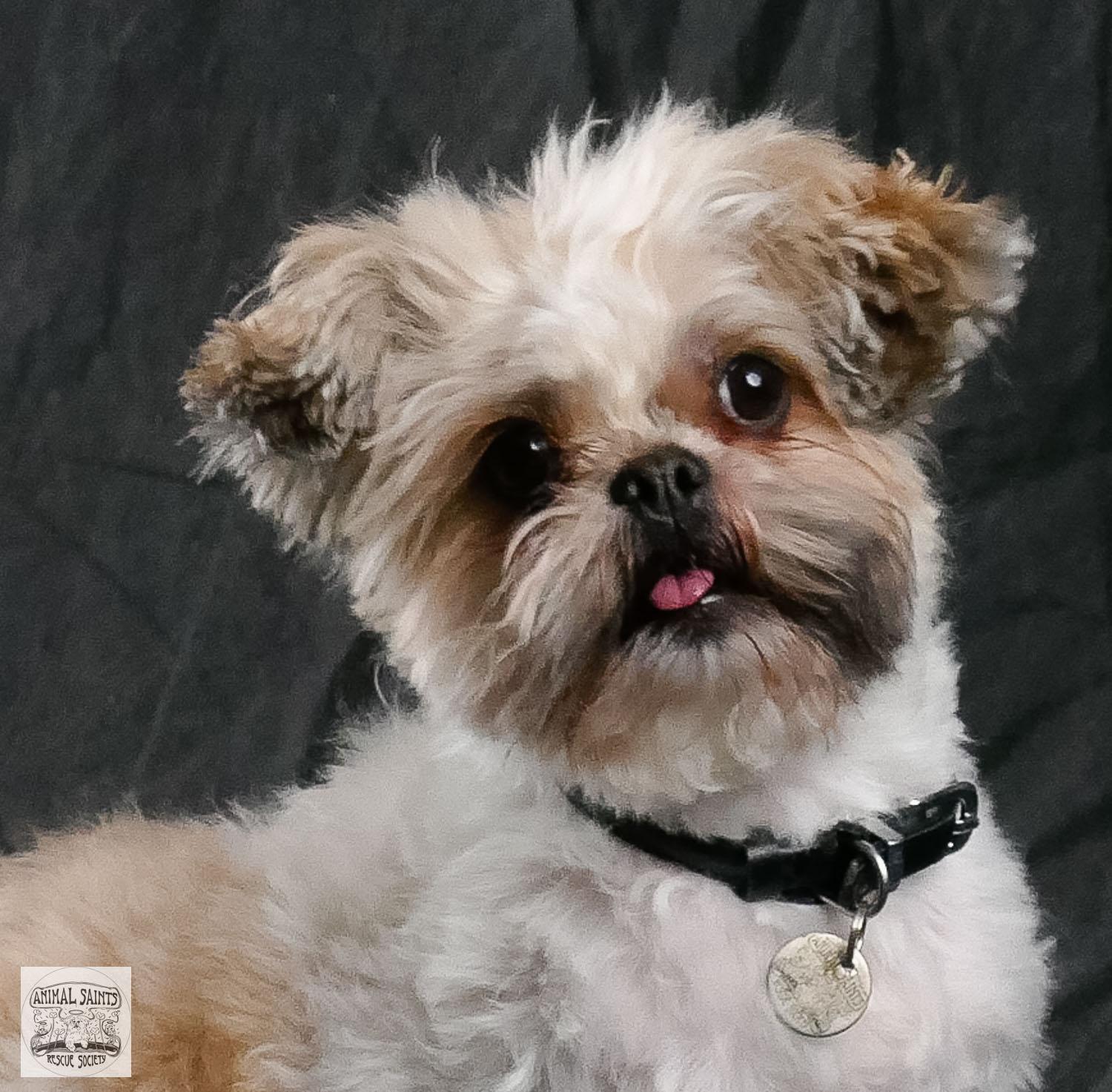 Piper, ADOPTABLE, Young Female Shih Tzu & Brussels Griffon.