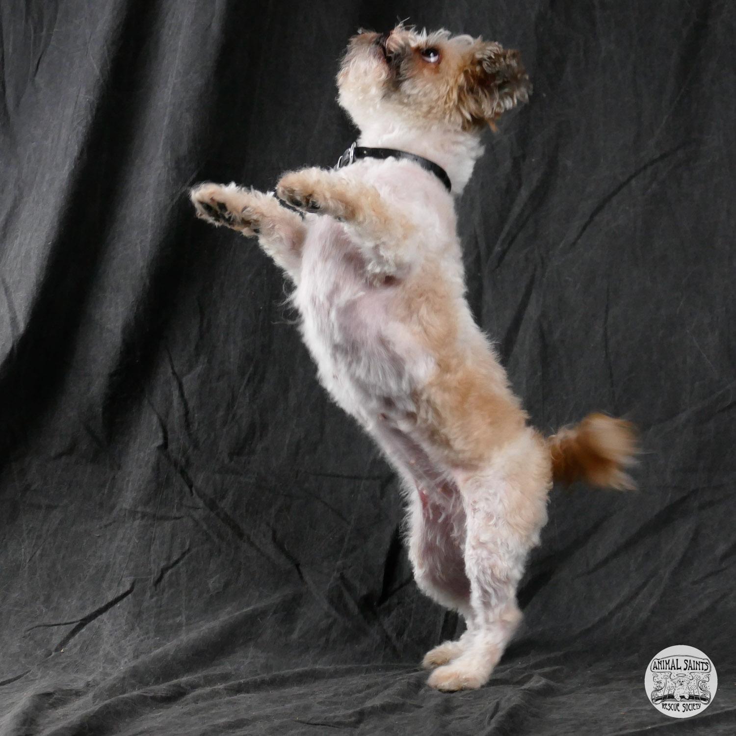 Enlarge Piper, a ADOPTABLE mixed breed in Fort Montgomery, NY image 5/6