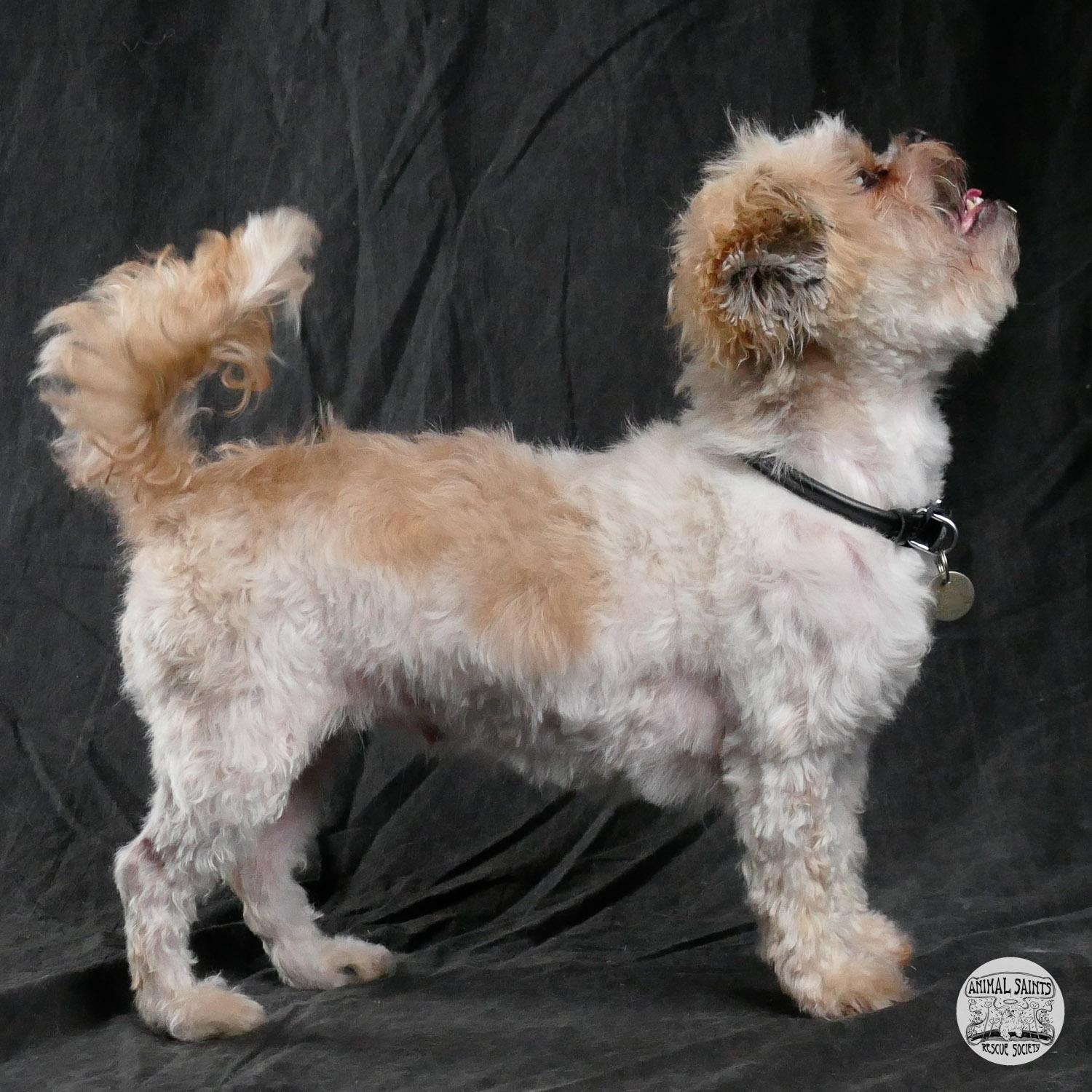 Enlarge Piper, a ADOPTABLE mixed breed in Fort Montgomery, NY image 3/6